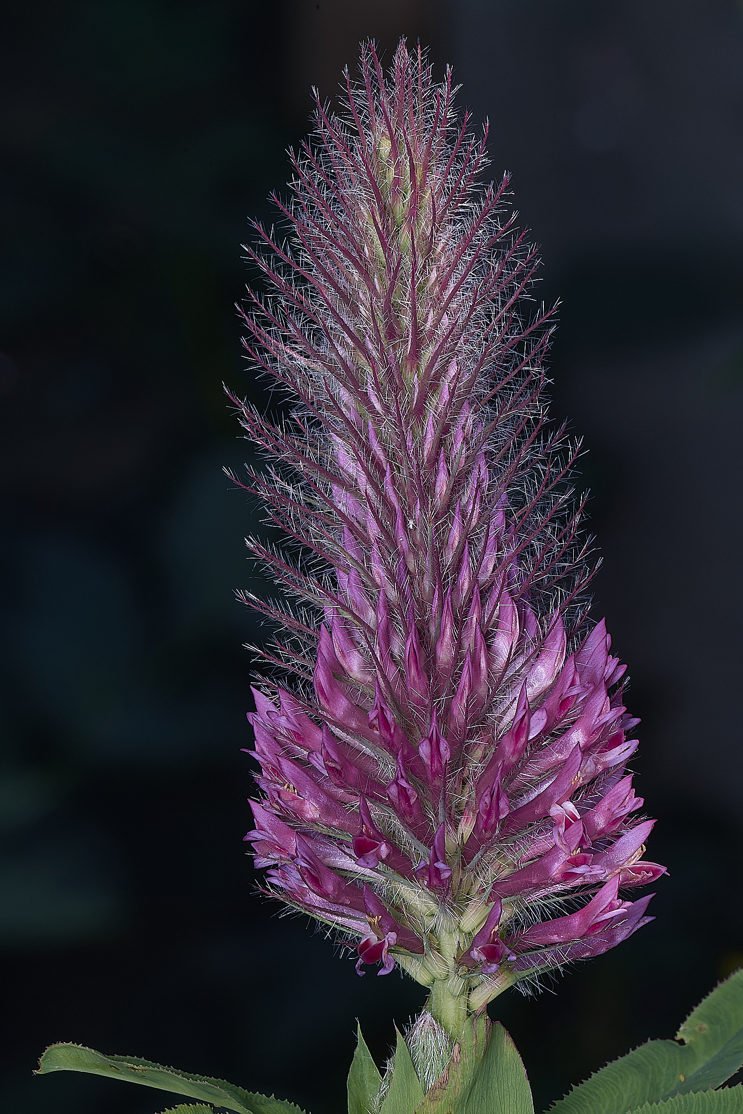 NorwichCloverSp160625-1