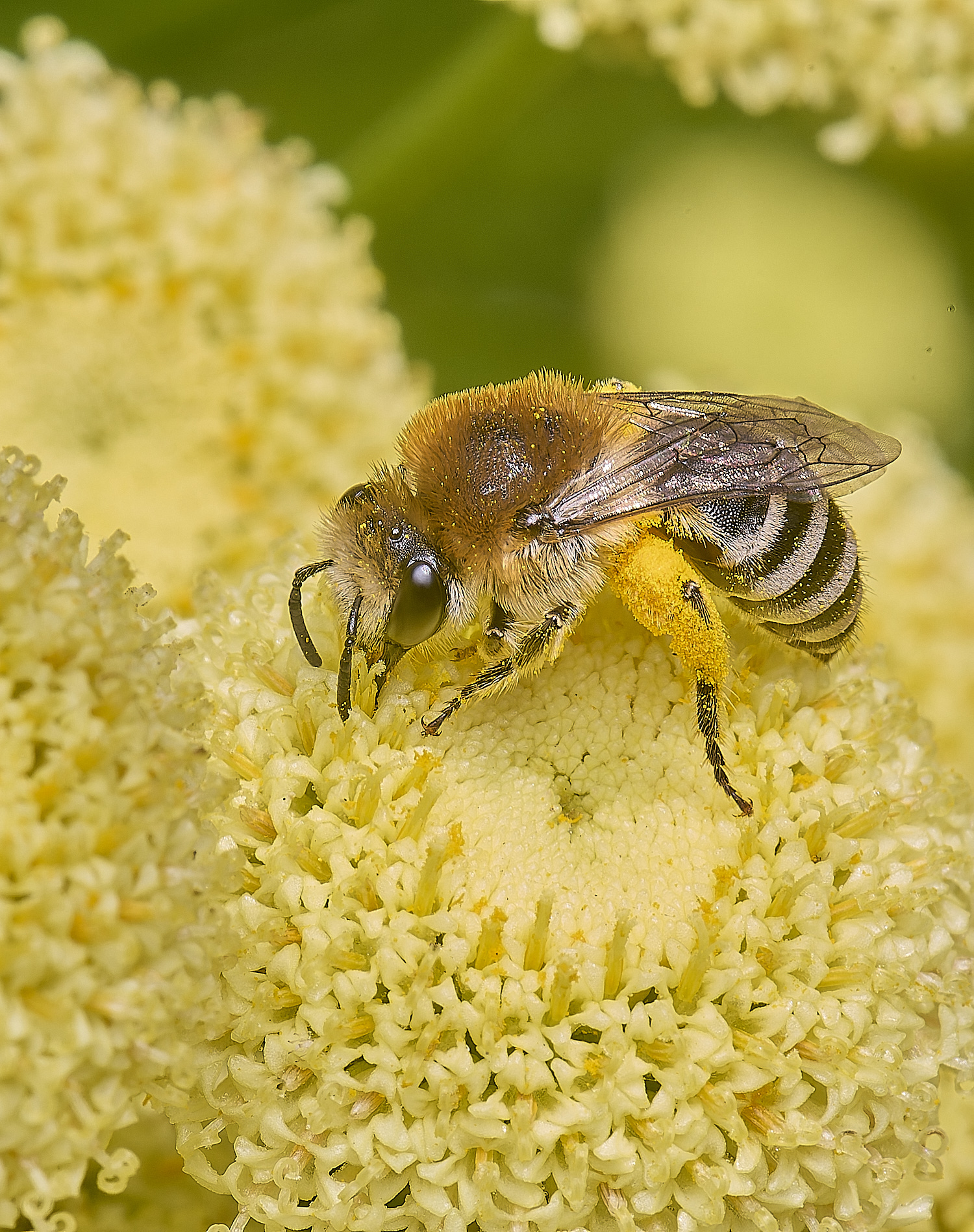 NorwichColletes160625-1