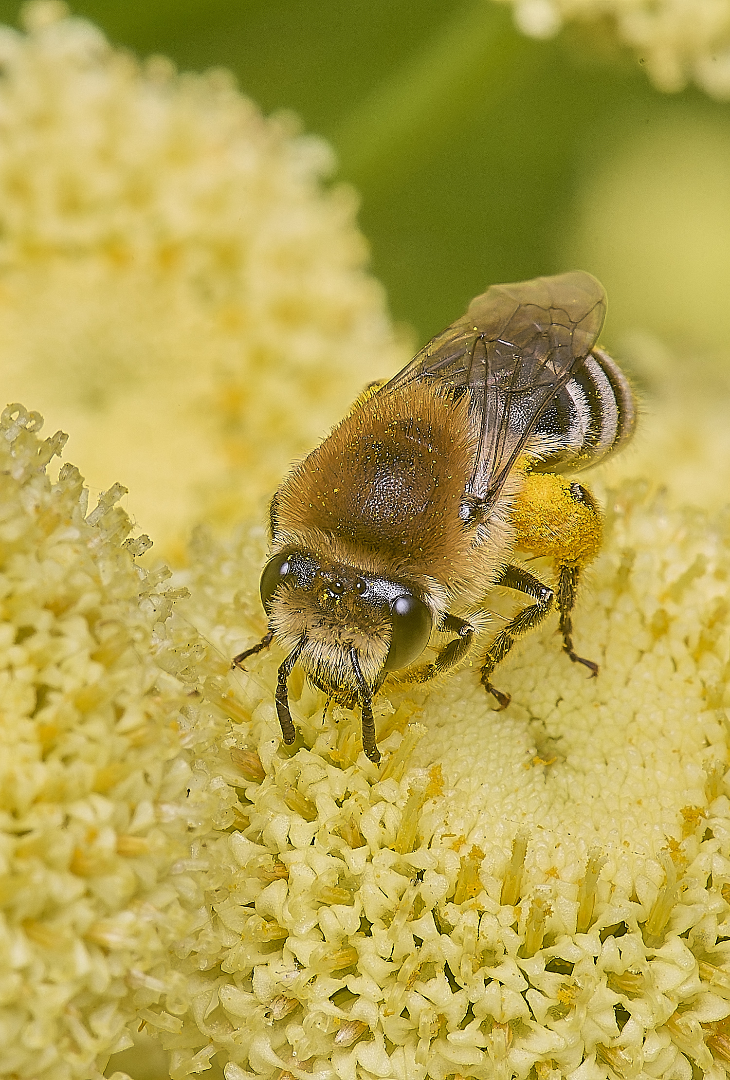 NorwichColletes160625-2