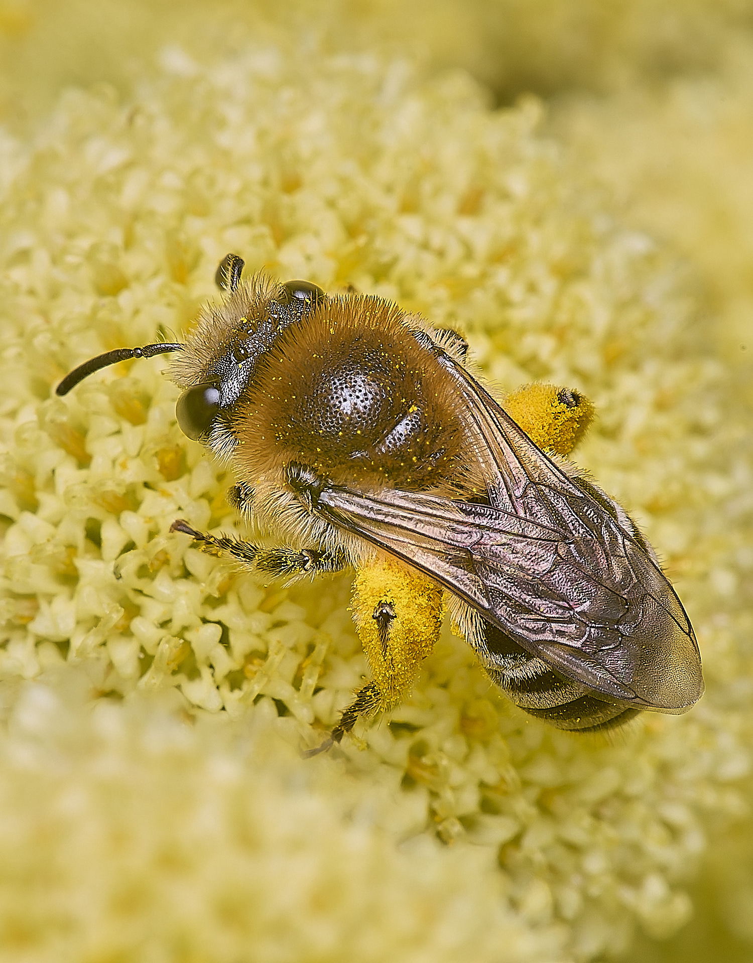 NorwichColletes160625-4