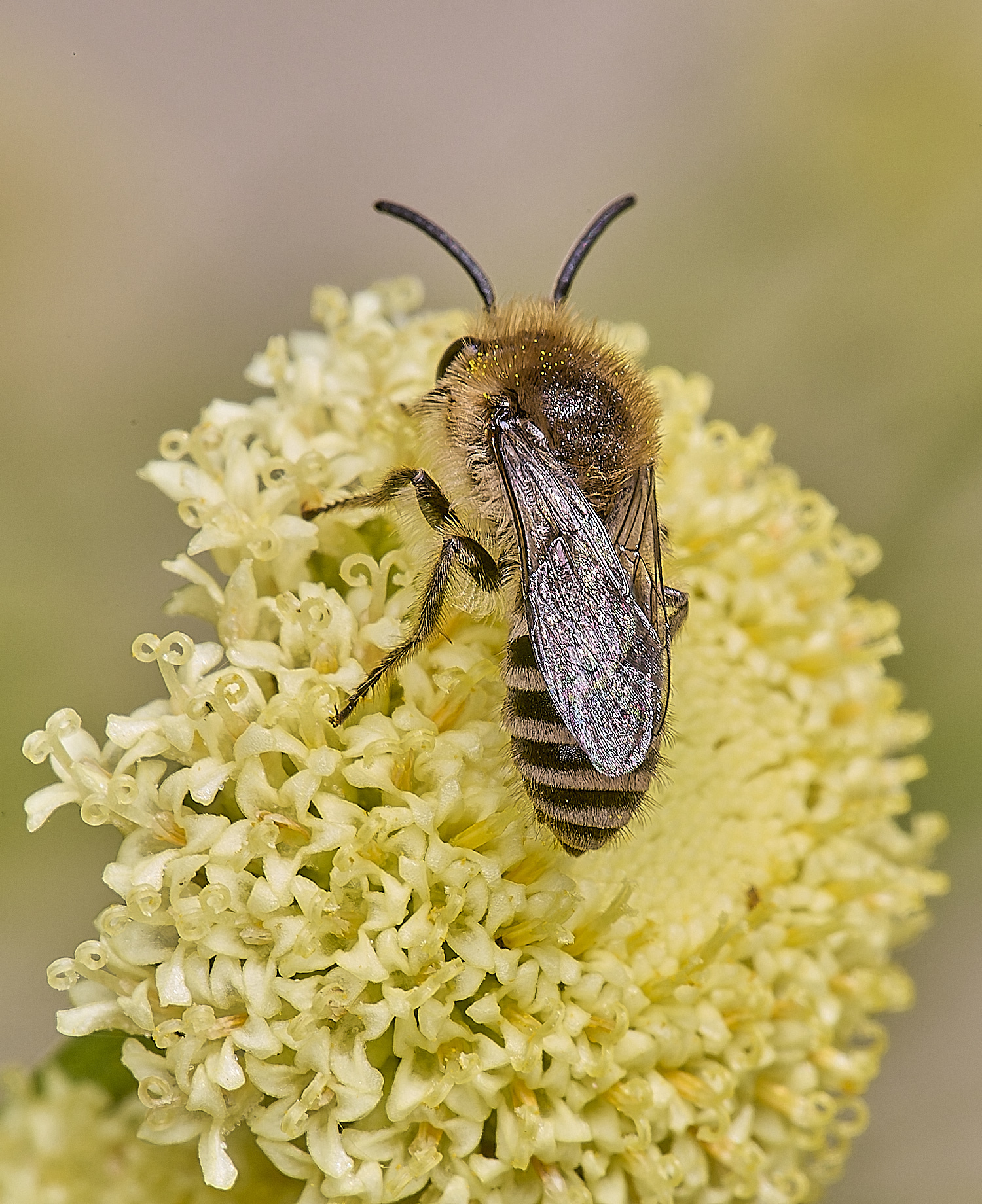 NorwichColletes160625-7