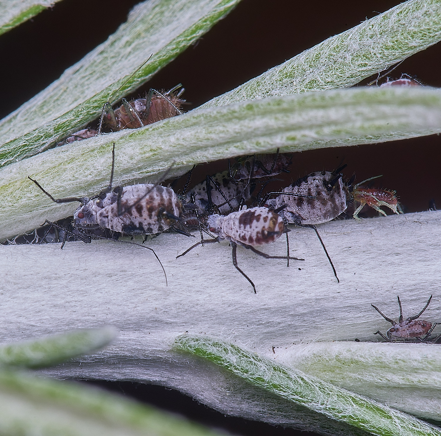 NorwichCurry240525-1