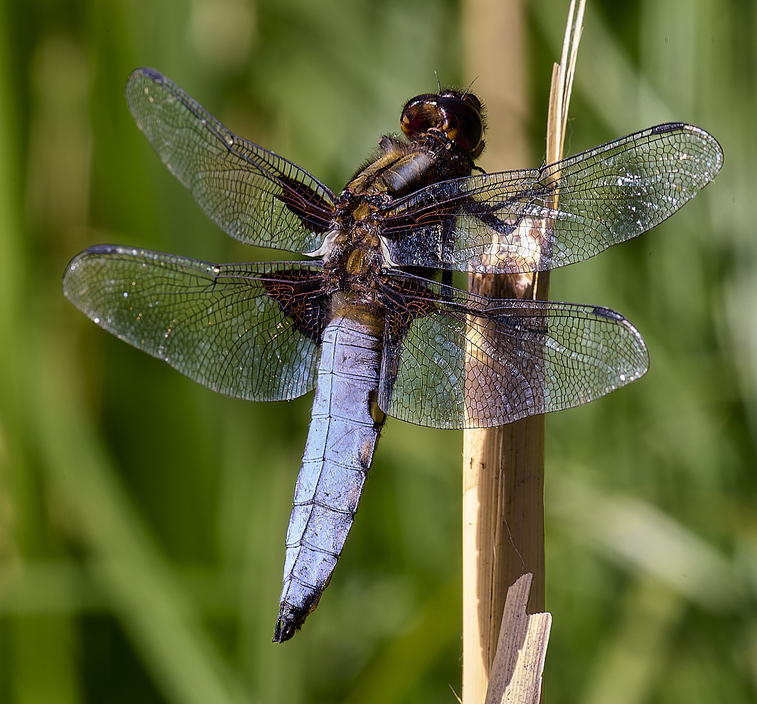 NorwichDragonfly200525-1