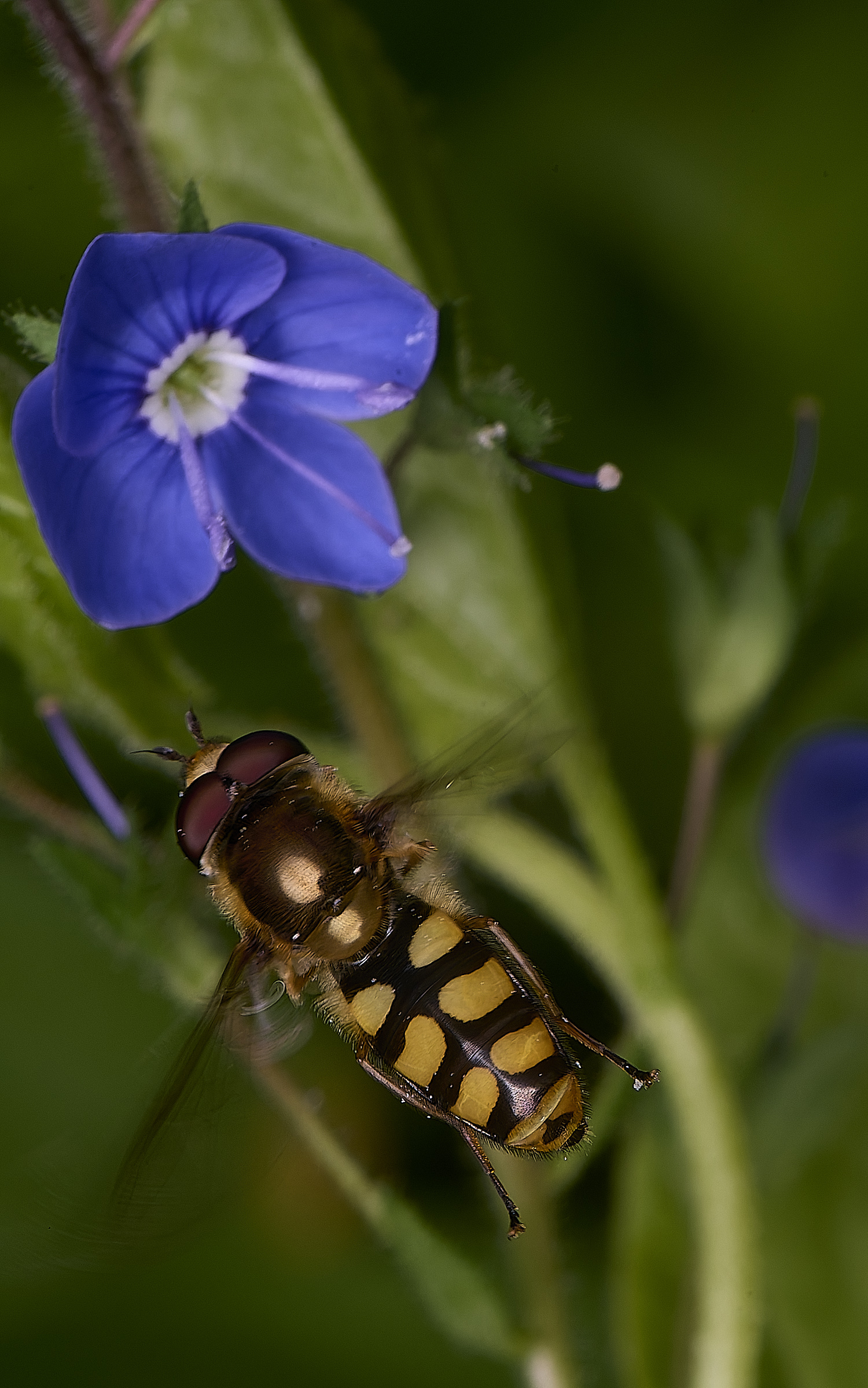 NorwichEluniger270525-2
