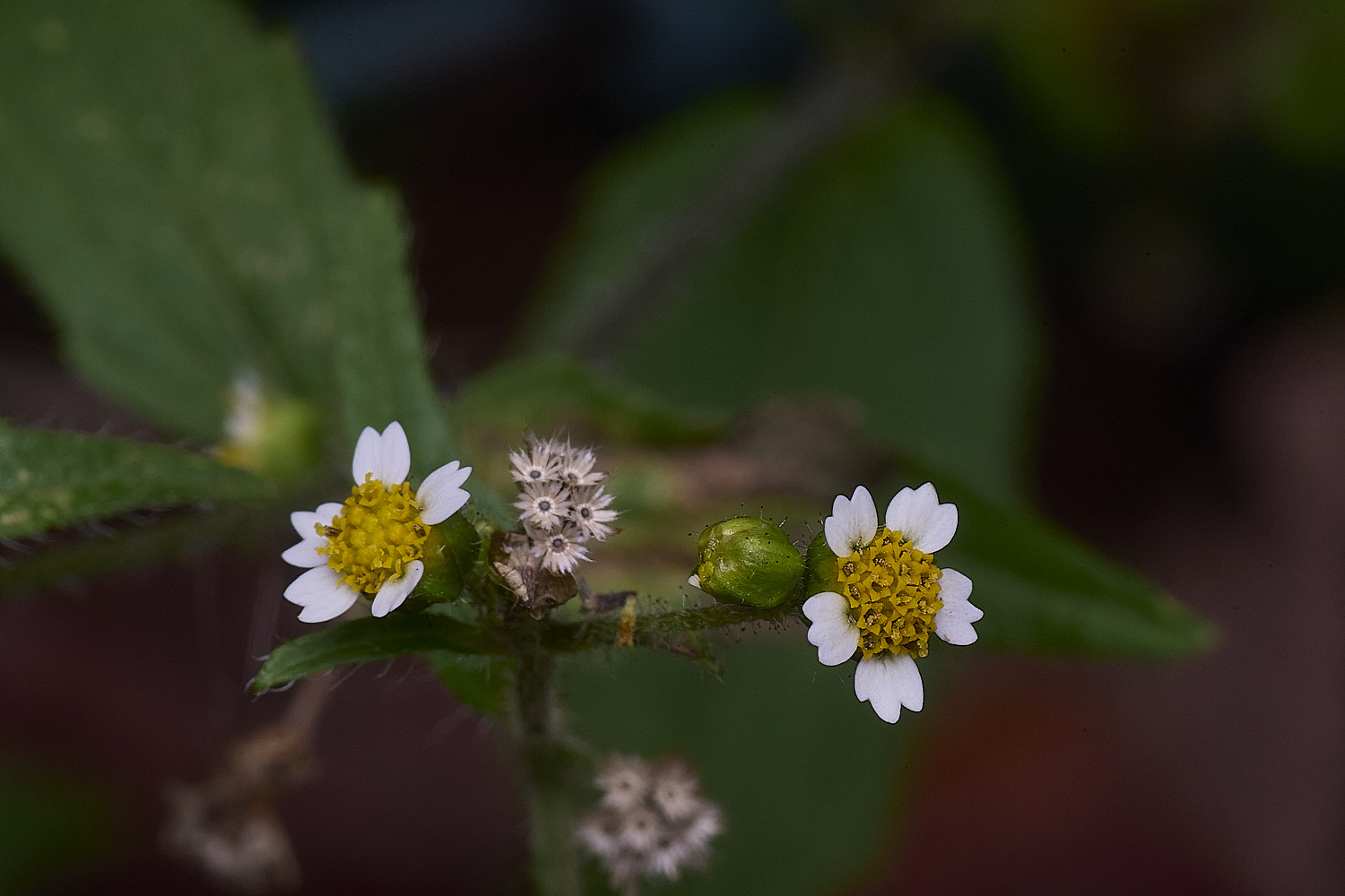 NorwichFlower300825-1