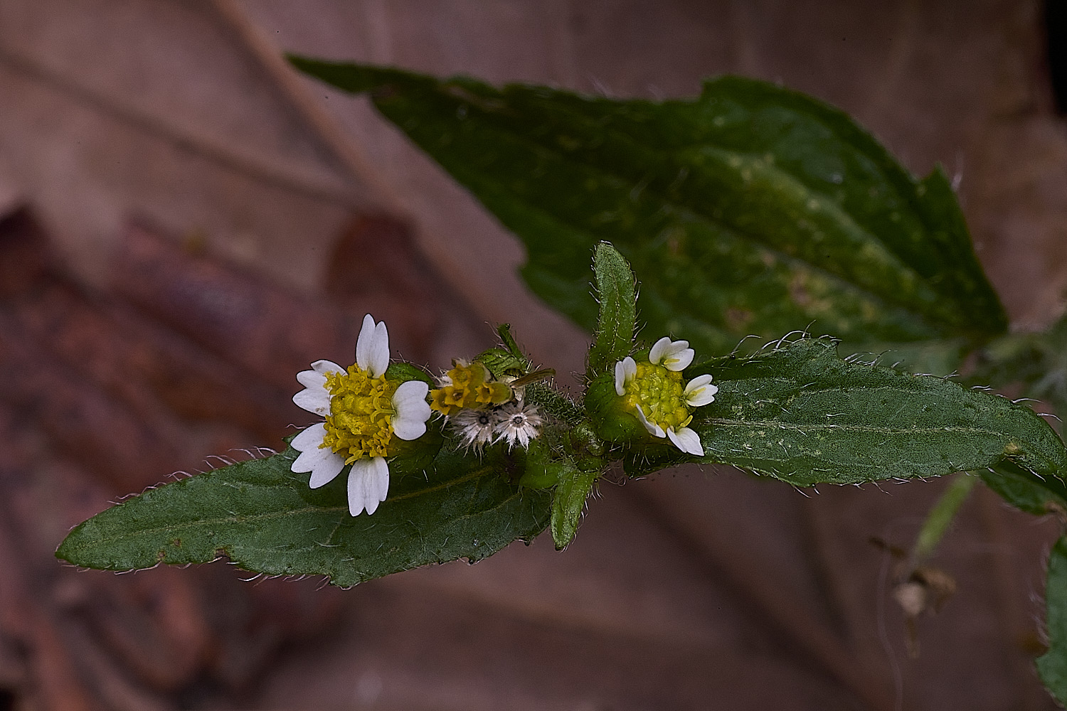 NorwichFlower300825-2