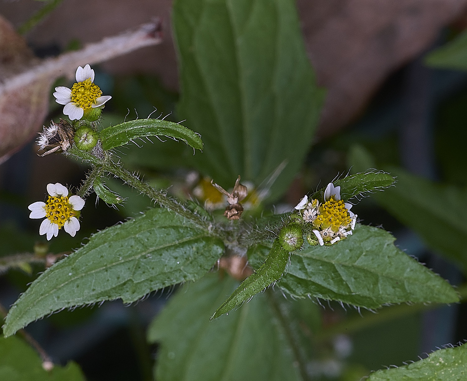 NorwichFlower300825-3