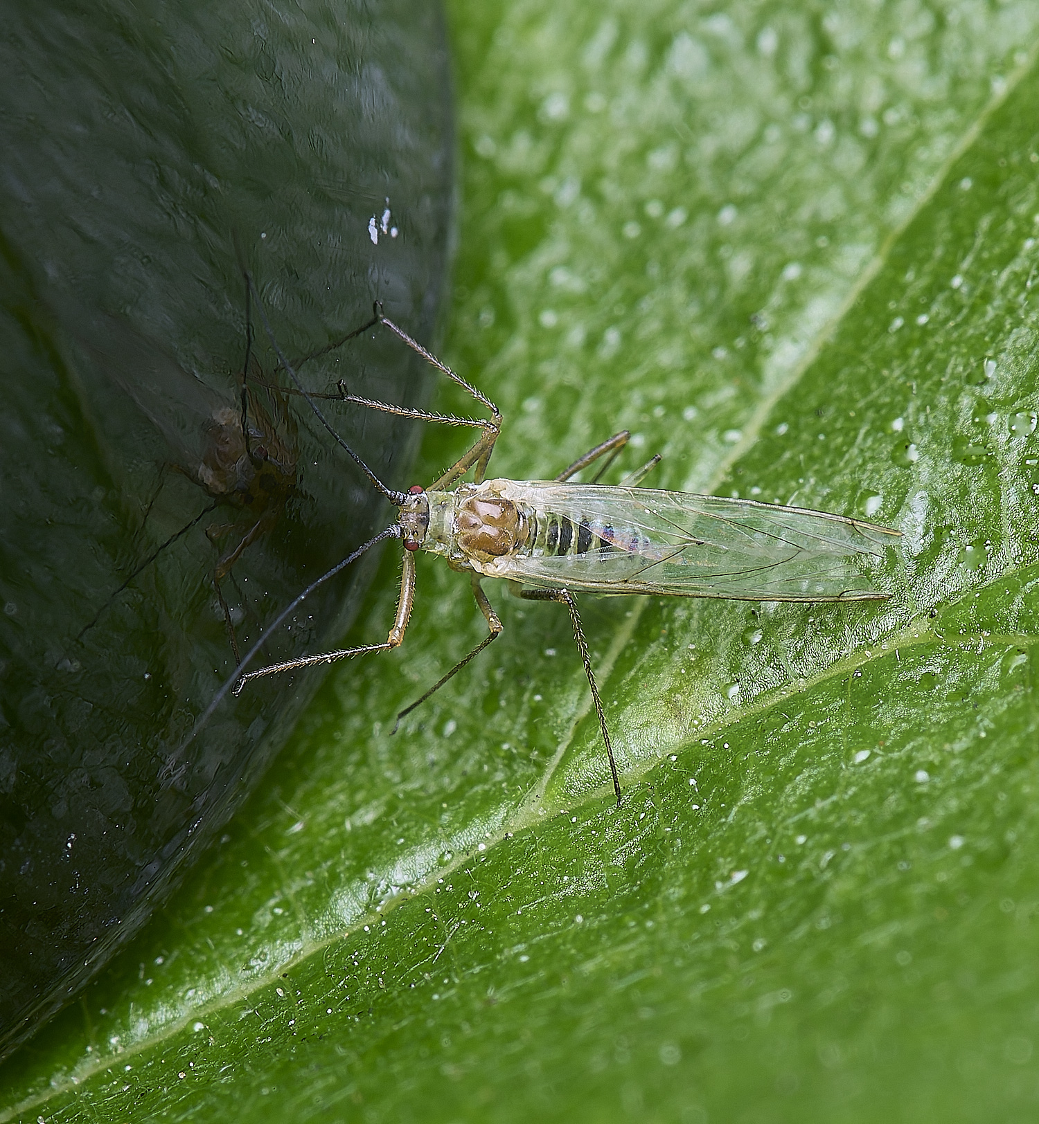 NorwichFly100525-1