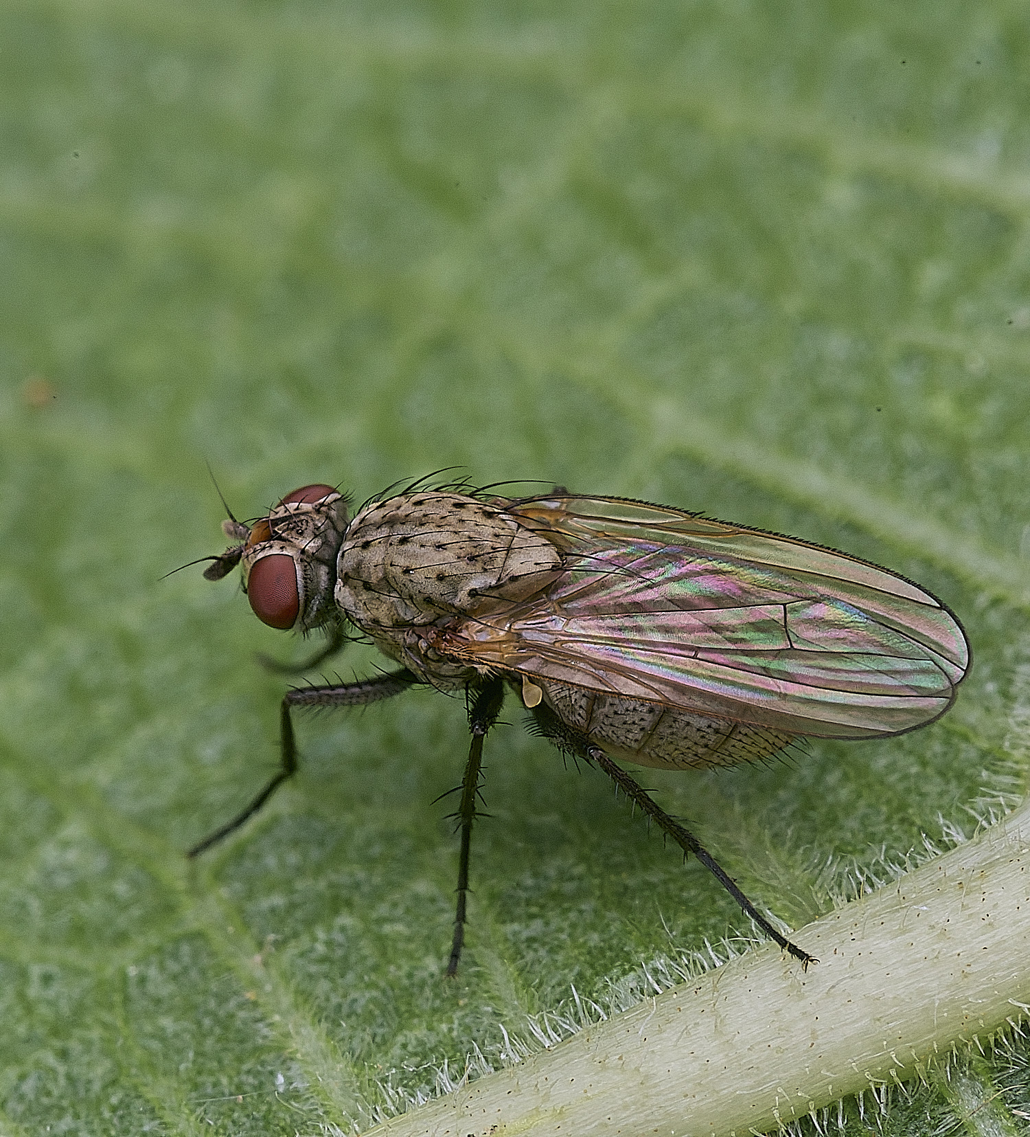 NorwichFlySp300825-1