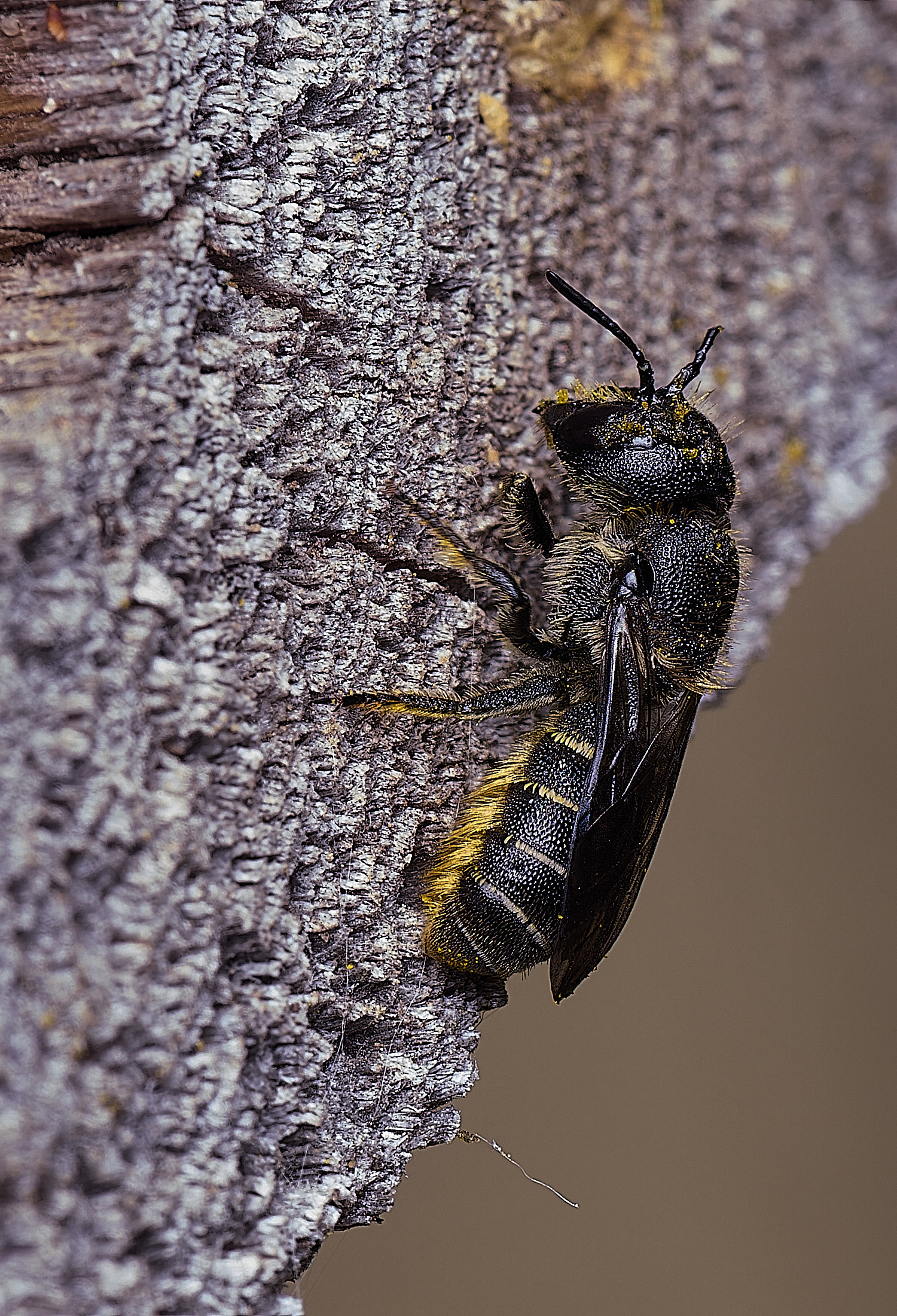 NorwichHeriades160625-