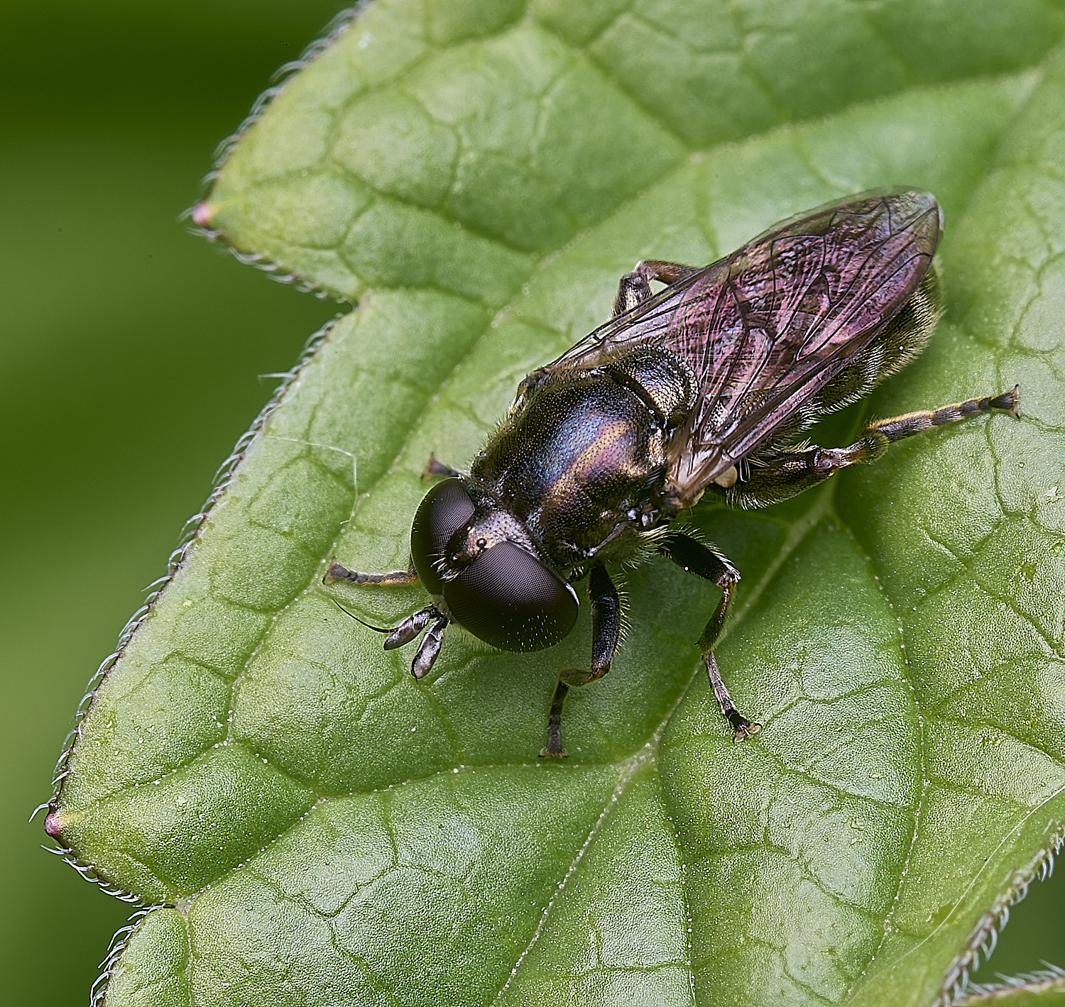 NorwichHover270525-1