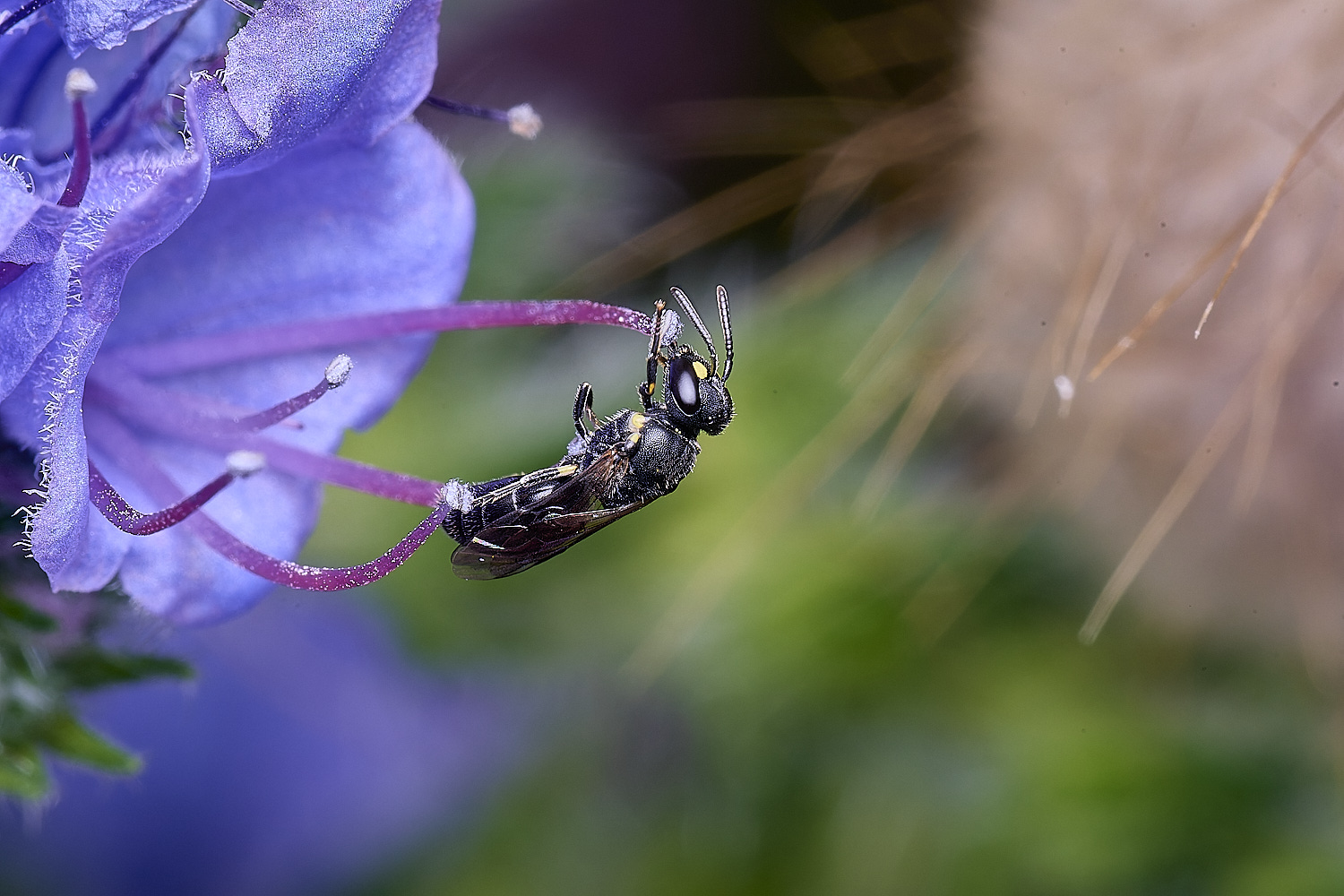 NorwichHylaeus160625-1