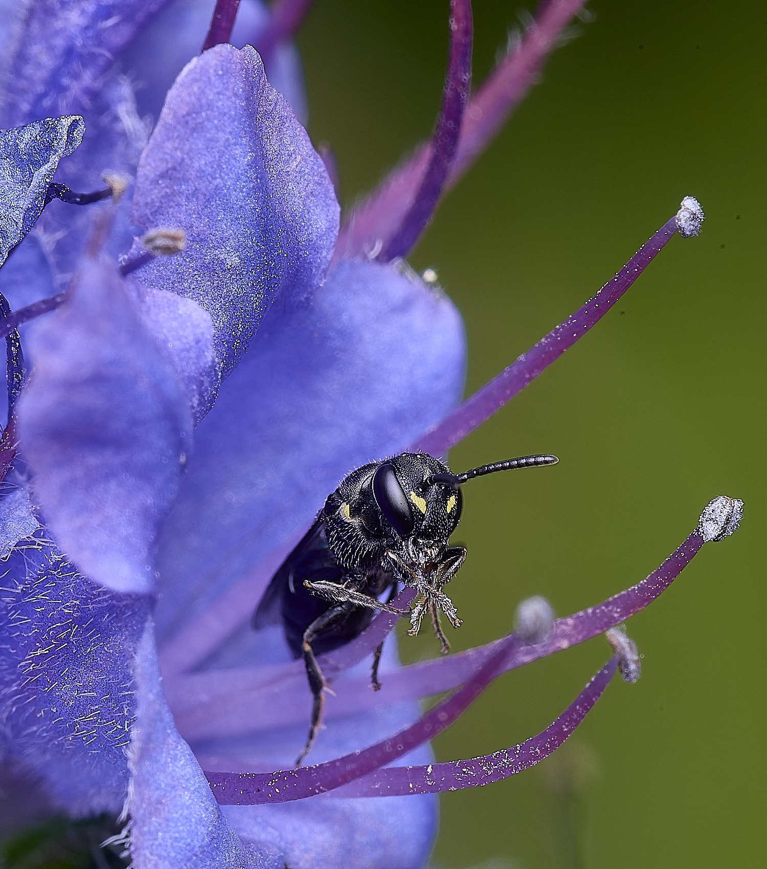 NorwichHylaeus160625-4