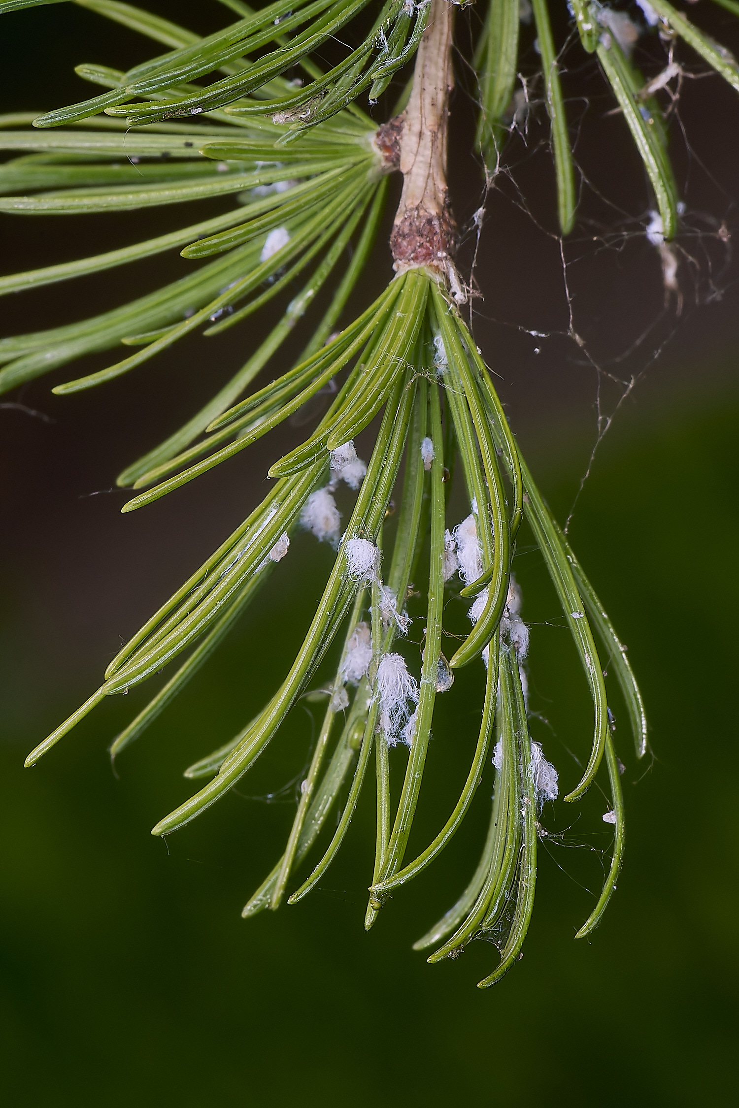 NorwichLarch240525-1