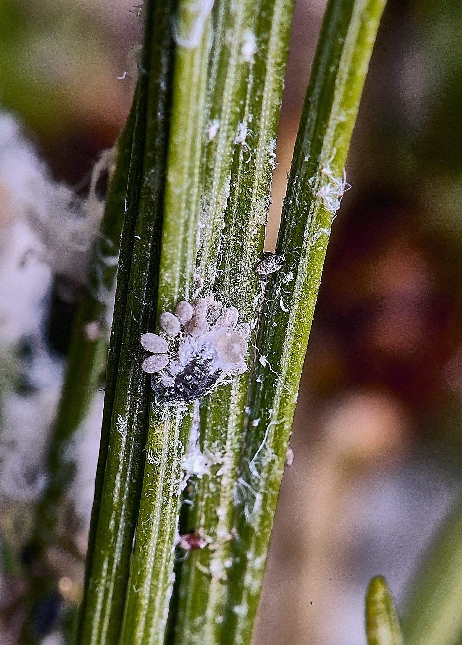 NorwichLarch240525-3