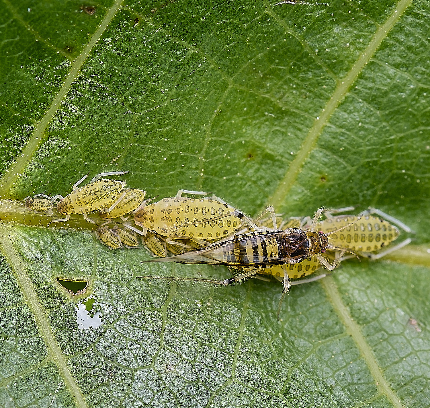 NorwichLargeWalnutAphid160625-1