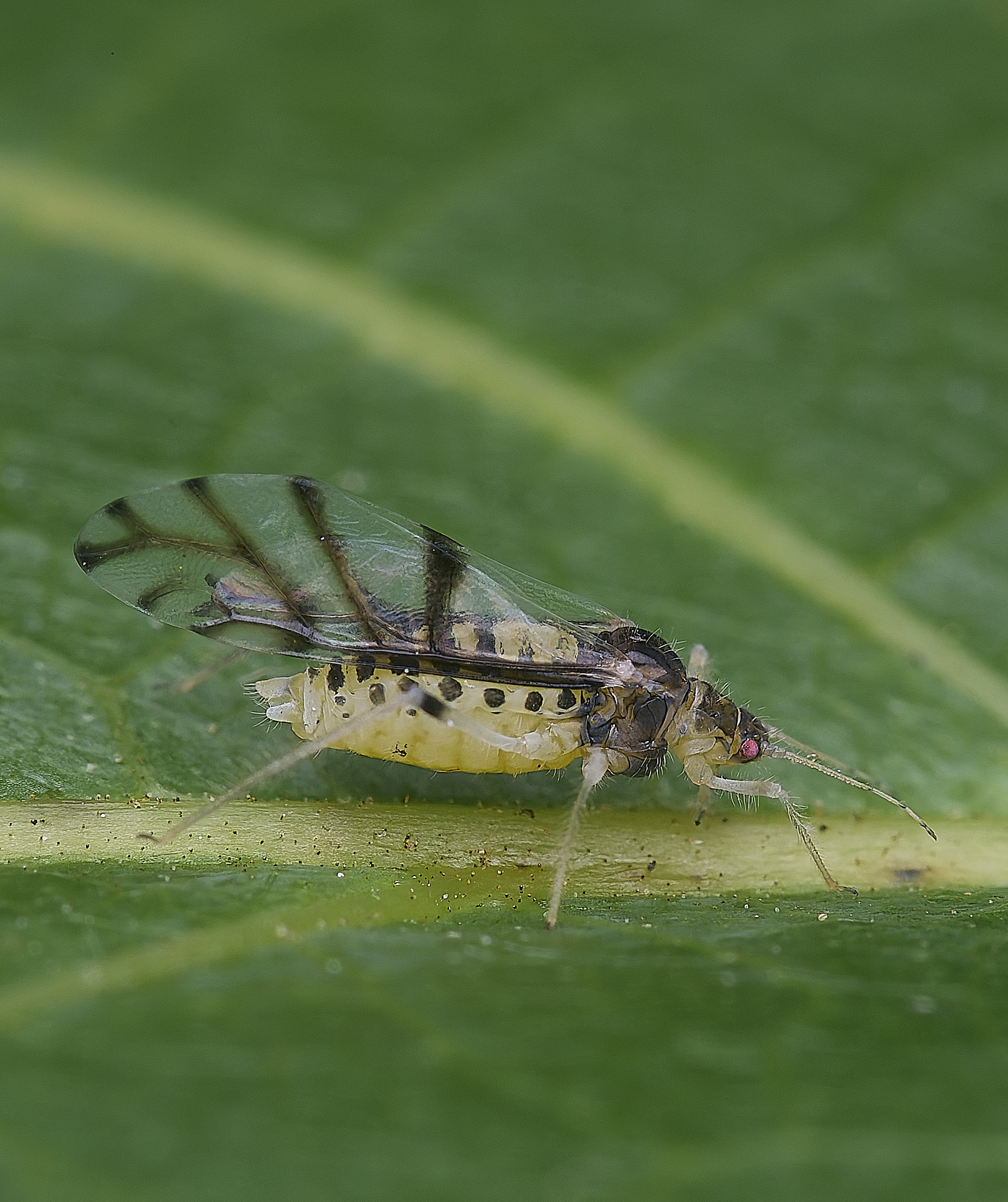 NorwichLargeWalnutAphid160625-4