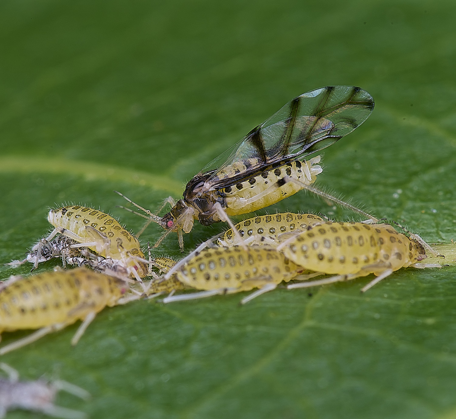 NorwichLargeWalnutAphid160625-5