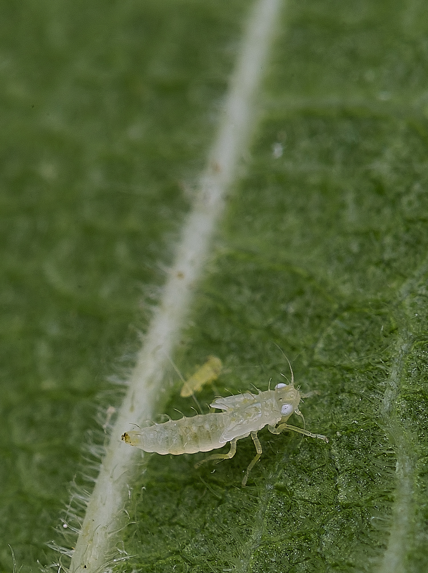 NorwichLeafHopper300825-1