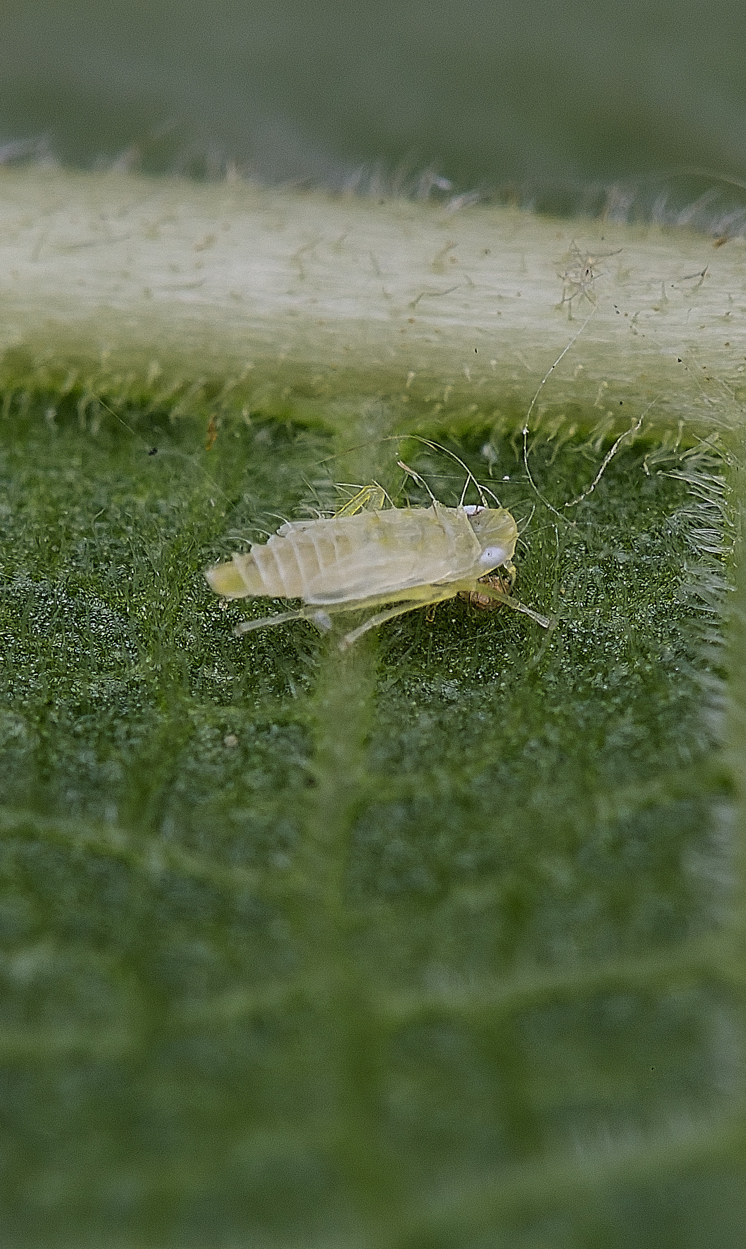 NorwichLeafHopper300825-2