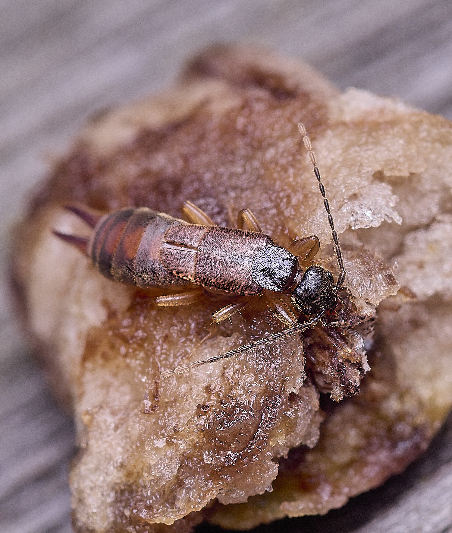 NorwichLesserEarwig270725-3