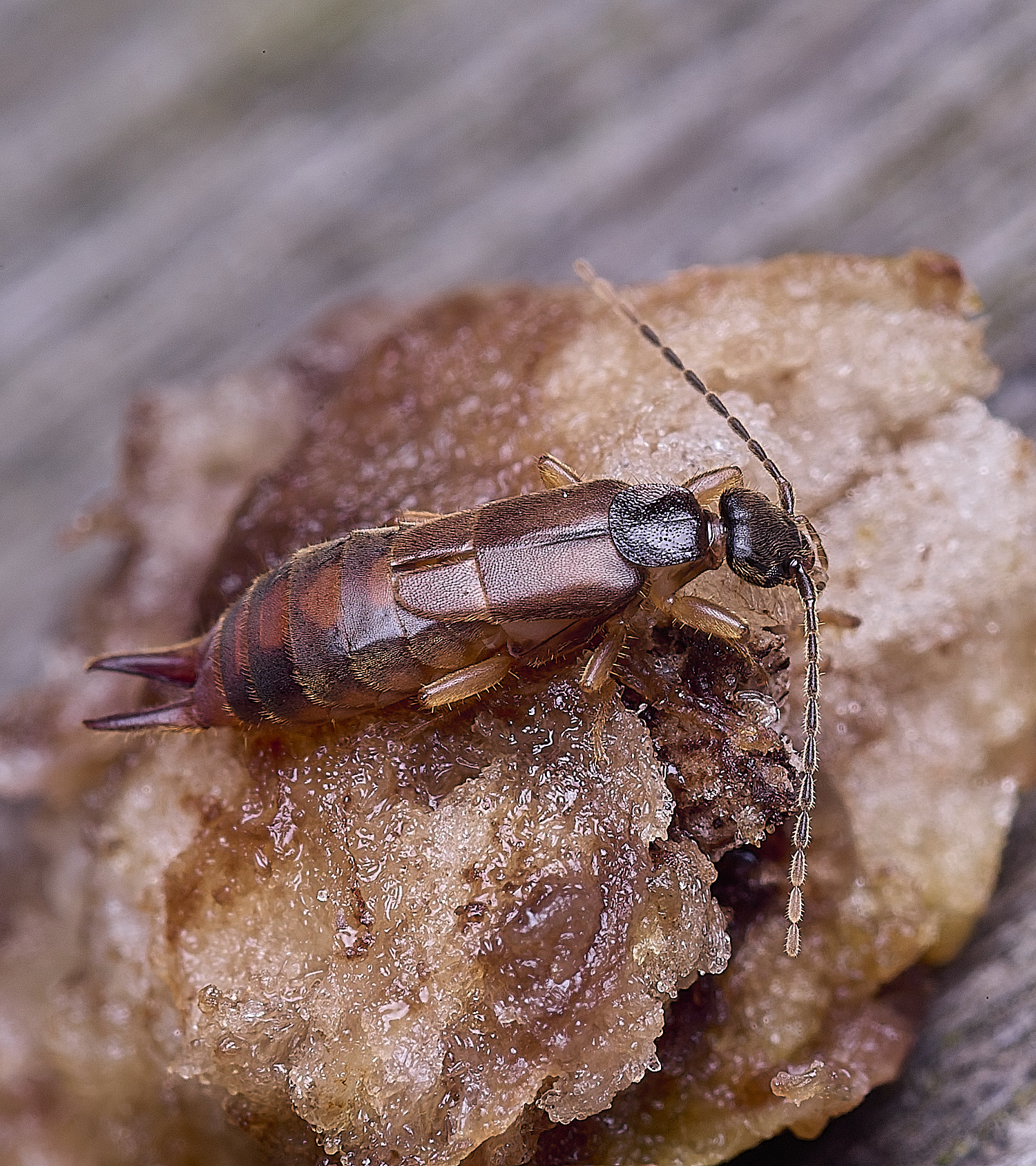 NorwichLesserEarwig270725-4