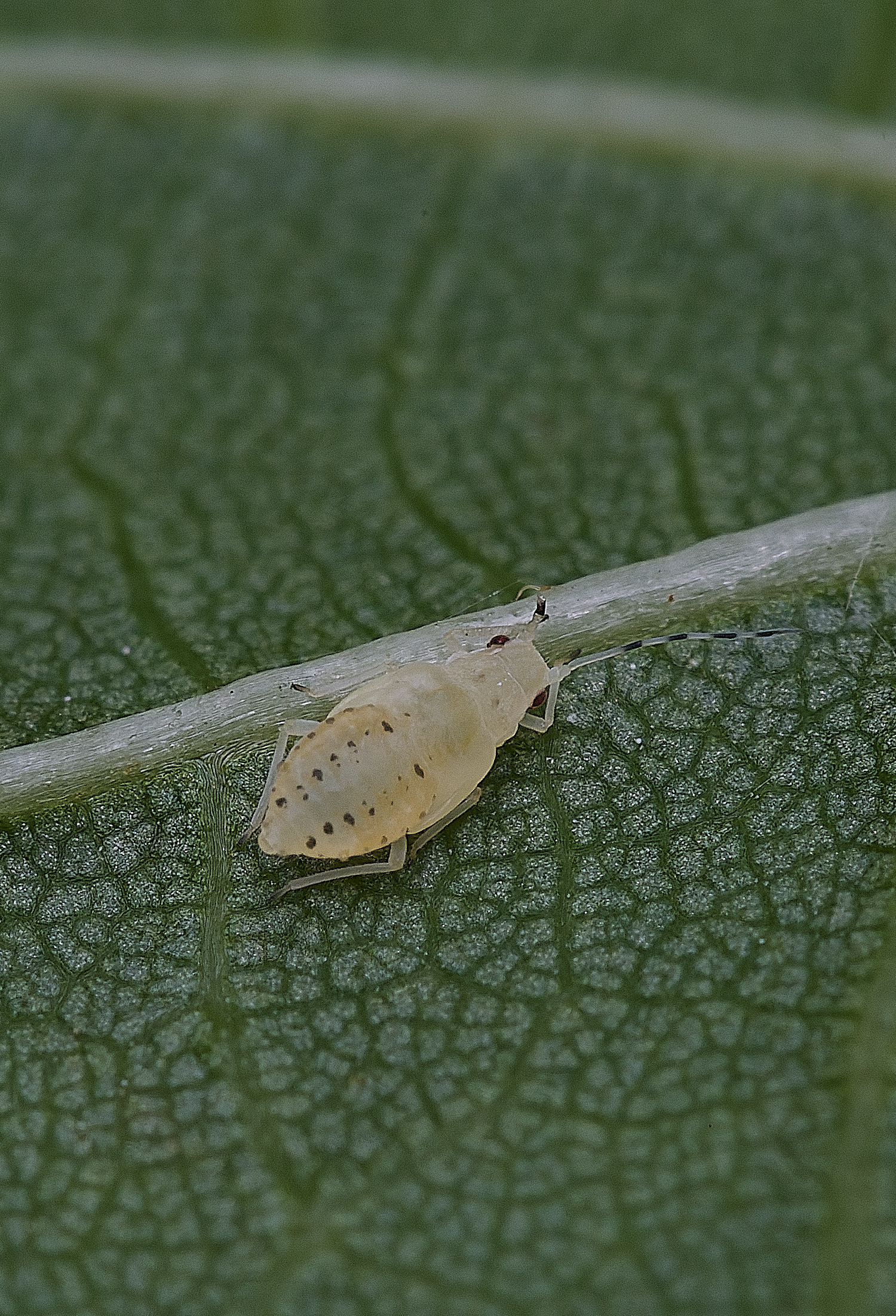 NorwichLimeAphid300825-2