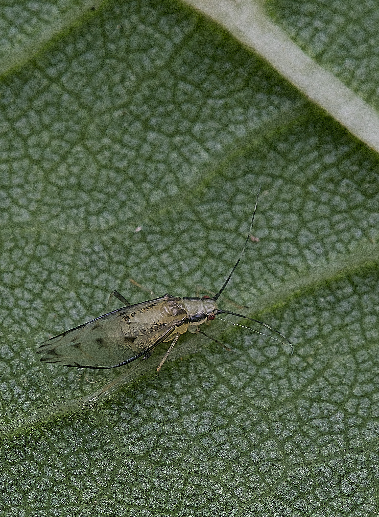NorwichLimeAphid300825-7