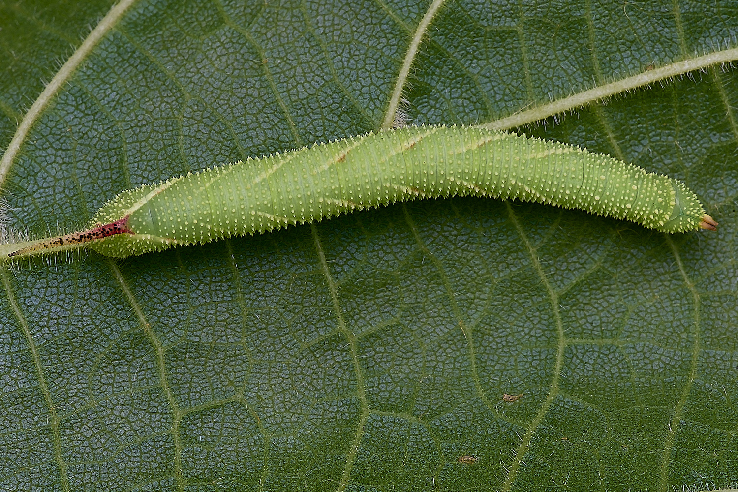 NorwichLimeHawkMoth160625-1