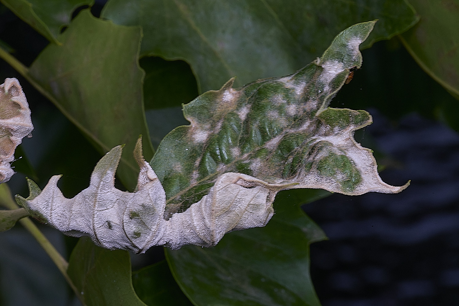 NorwichLondonPlane300825-1