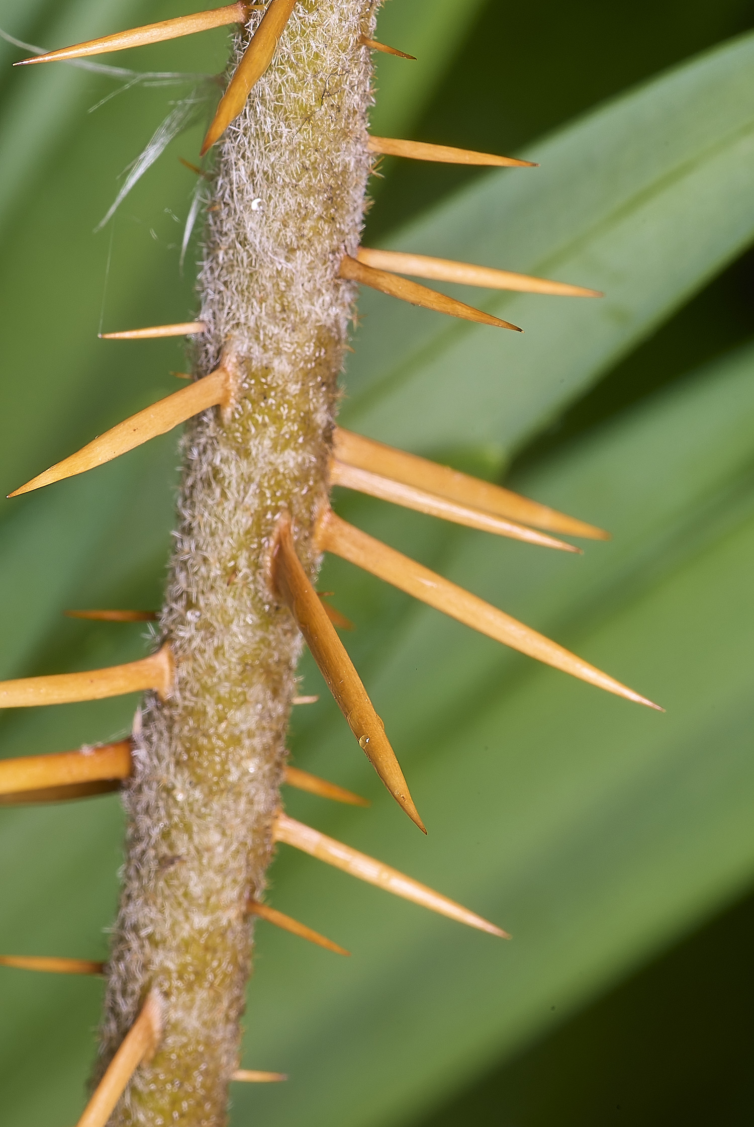 NorwichMadagascanSolanum270525-3
