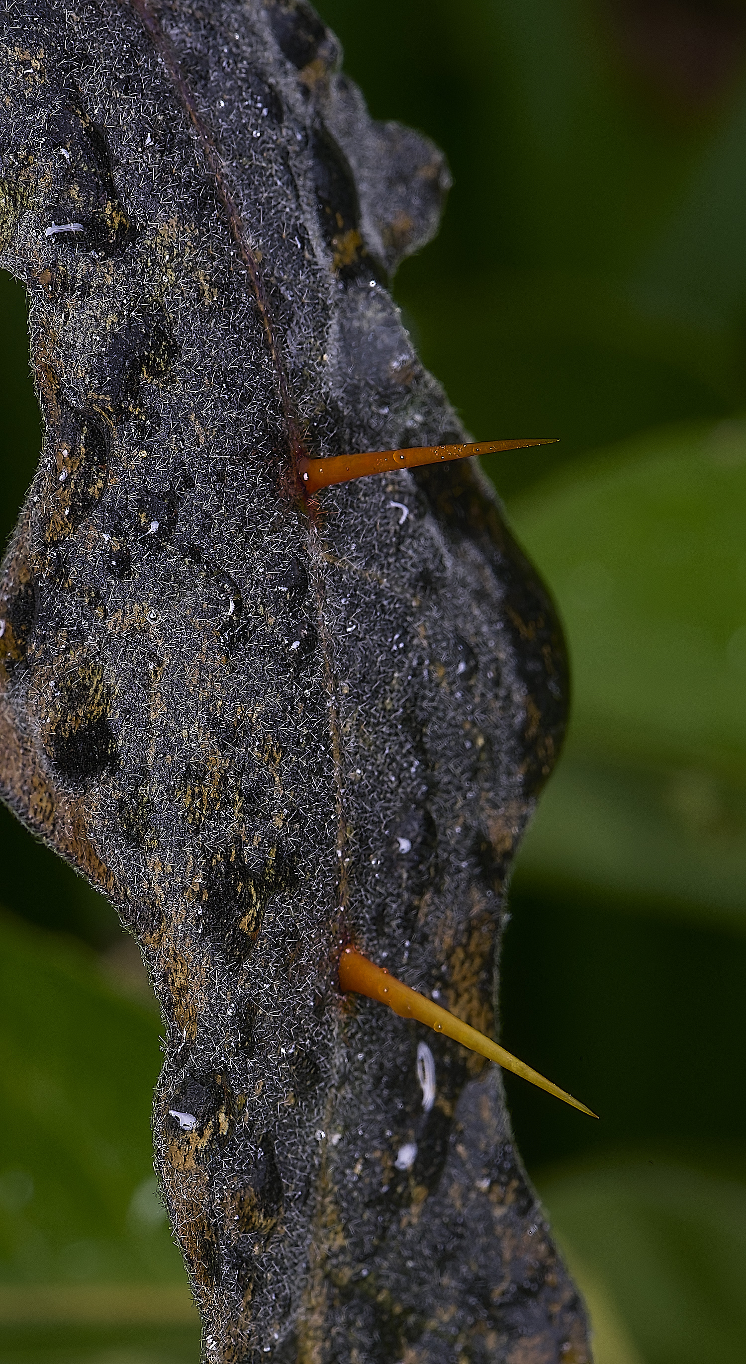 NorwichMadagascanSolanum270525-5
