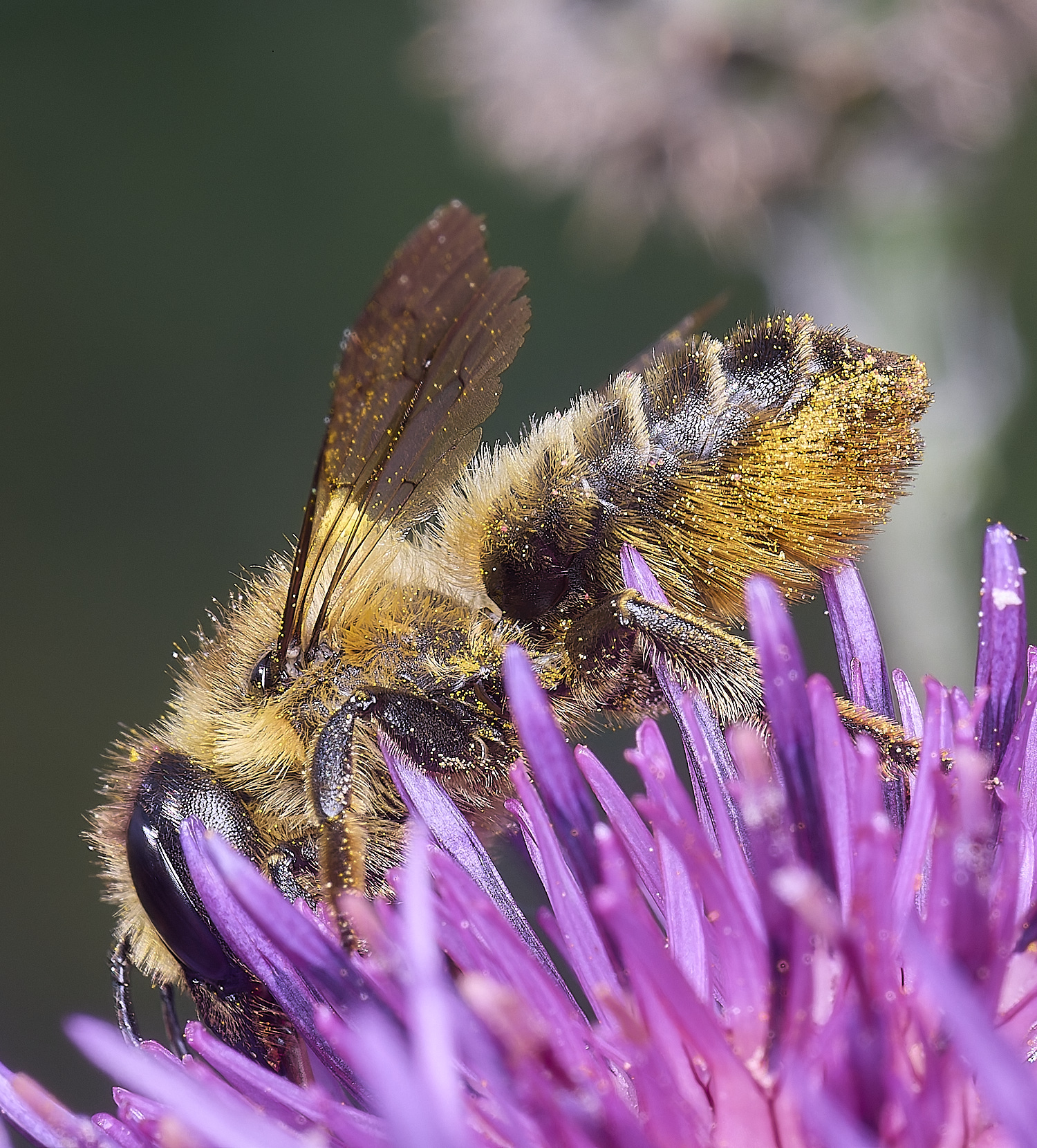 NorwichMegachile160625-1