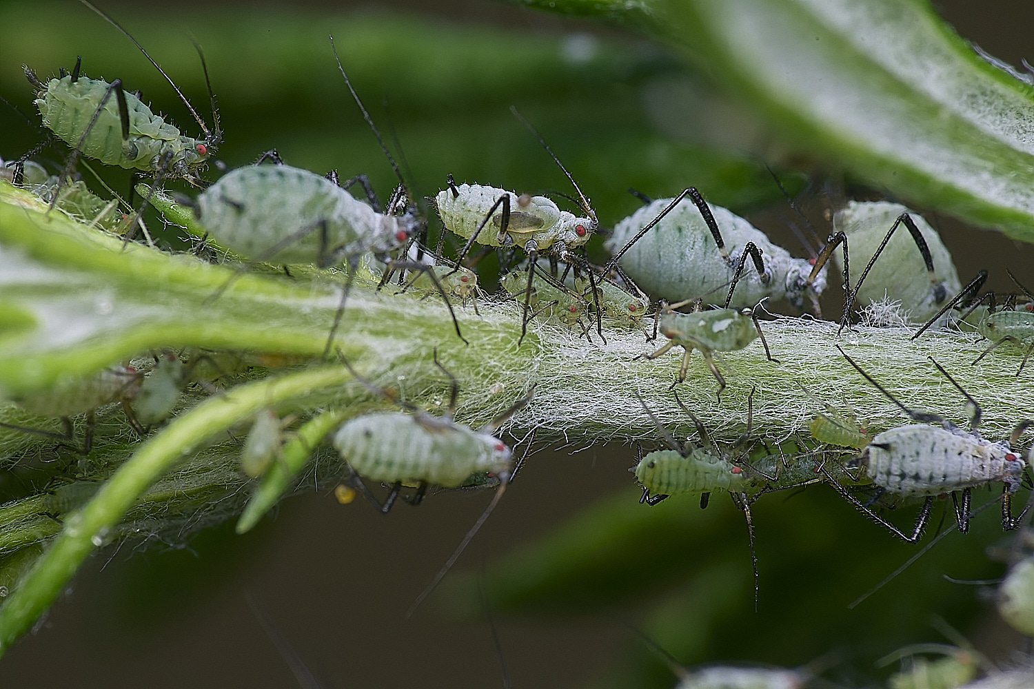 NorwichMugwortAphid150625-1 1