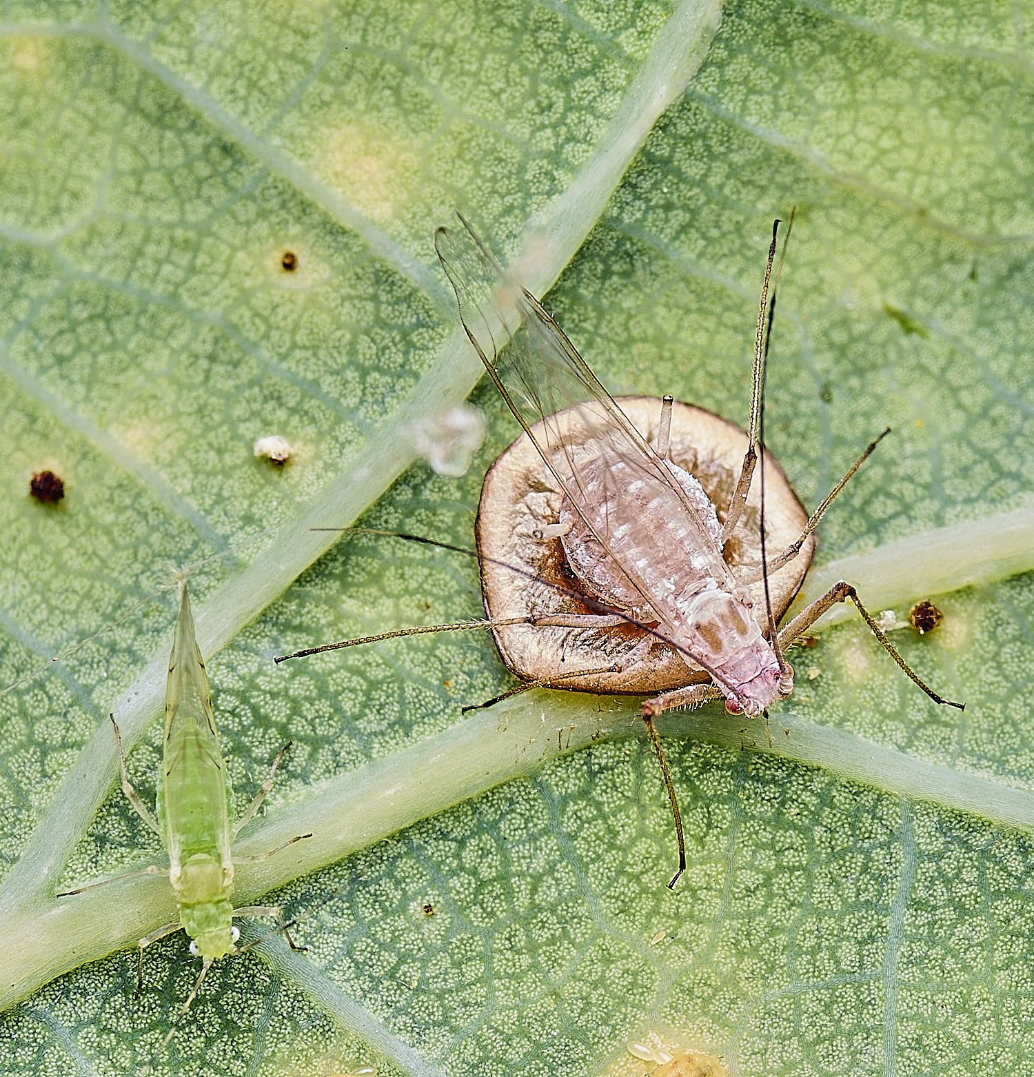 NorwichOakAphid150625-2