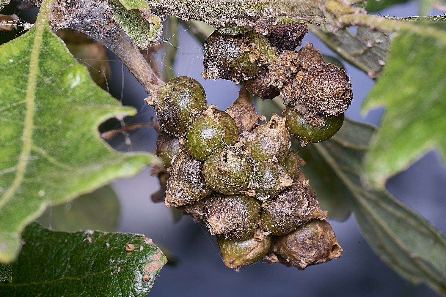 NorwichOakGalls150625-3