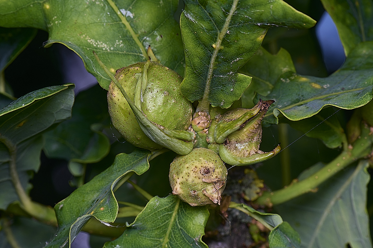 NorwichOakGalls150625-4