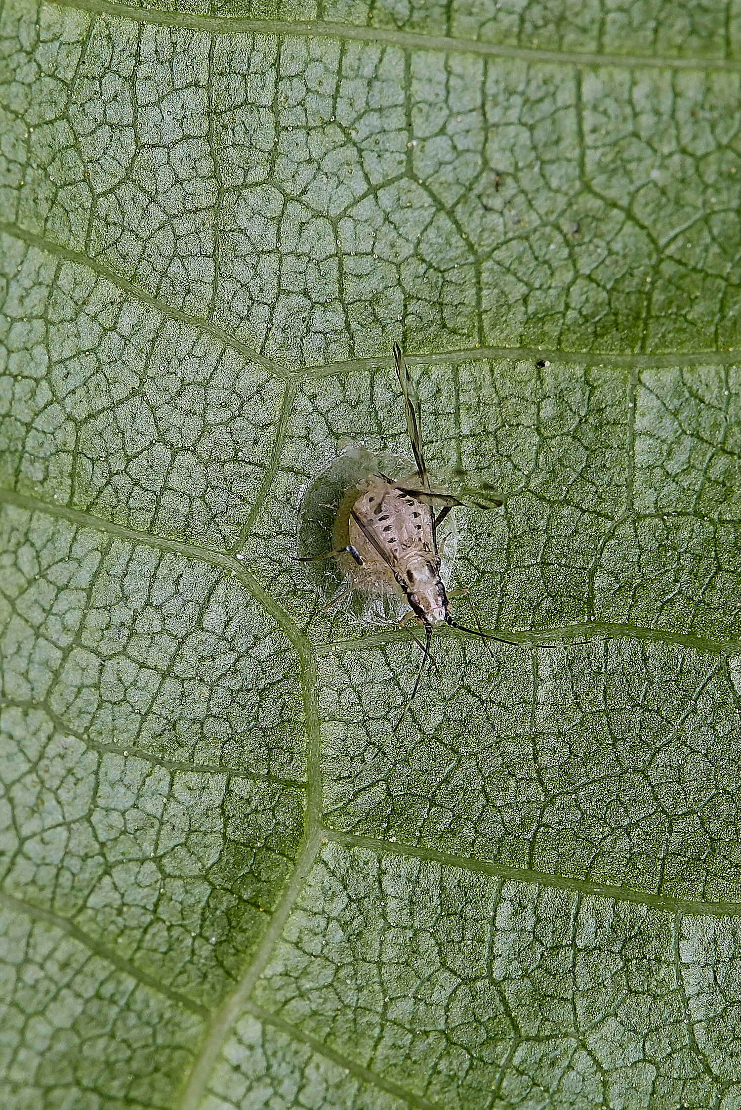 NorwichParasatised160625-2