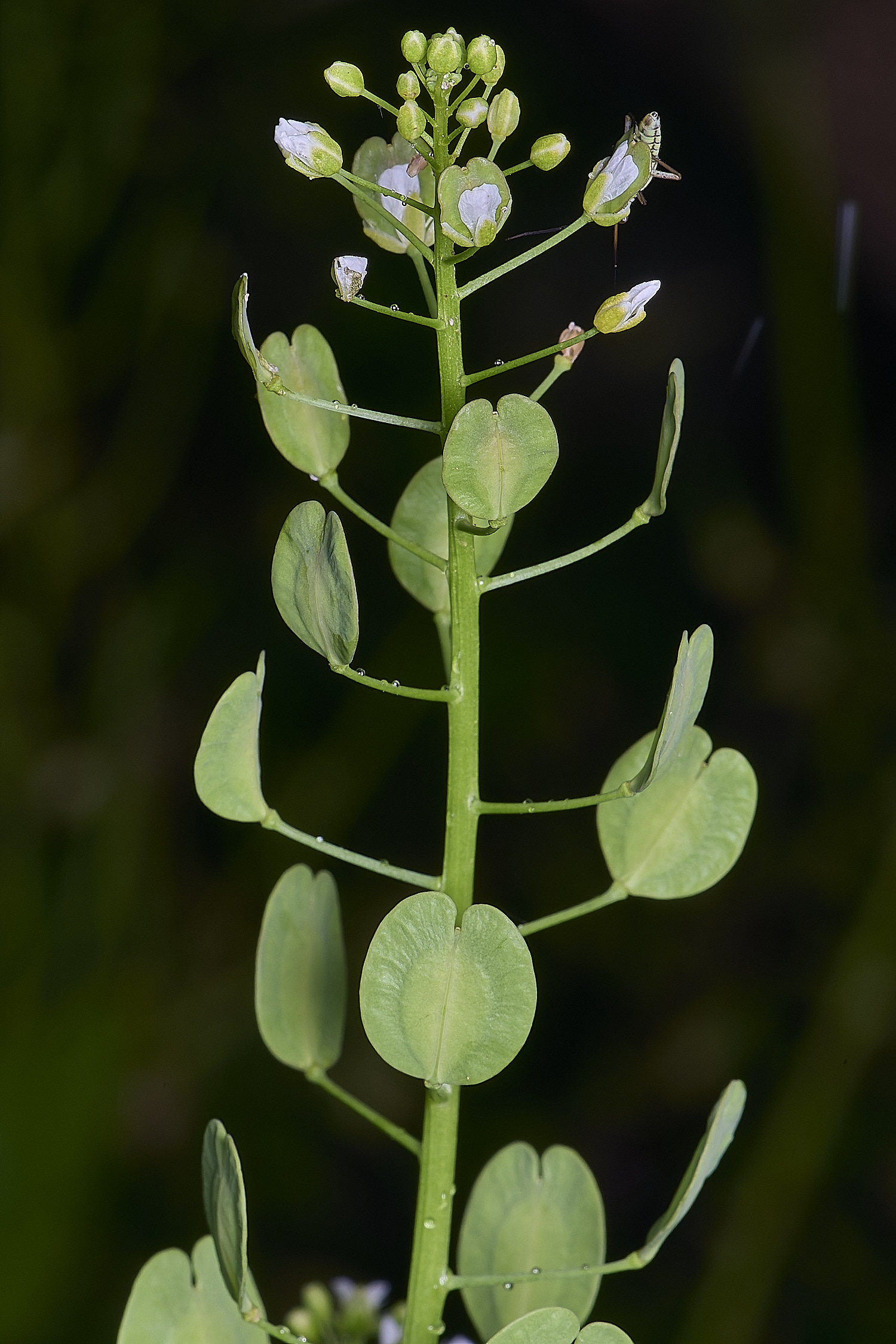 NorwichPennyCress270525-1