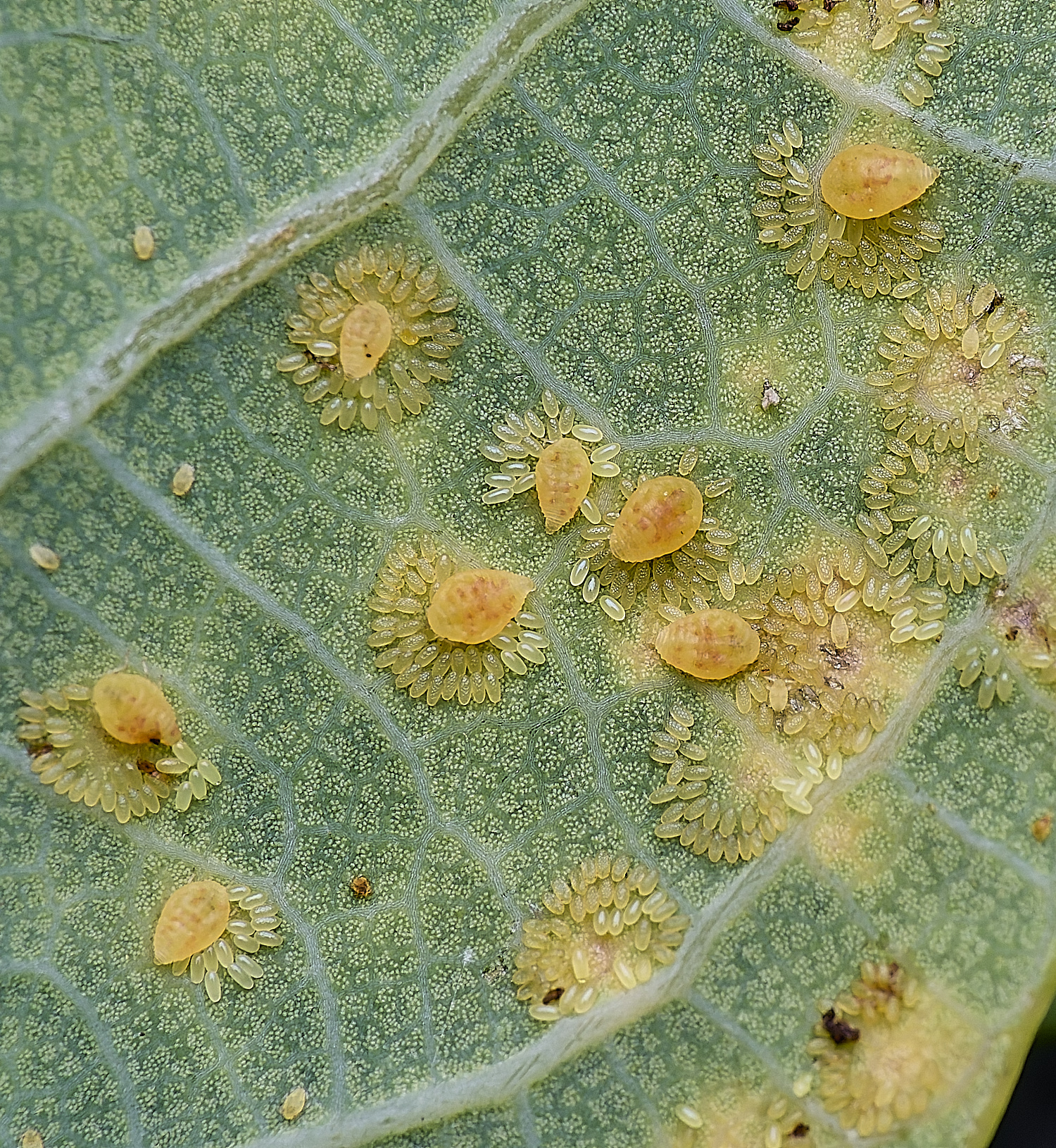 NorwichPhylloxeraglabra150625-1