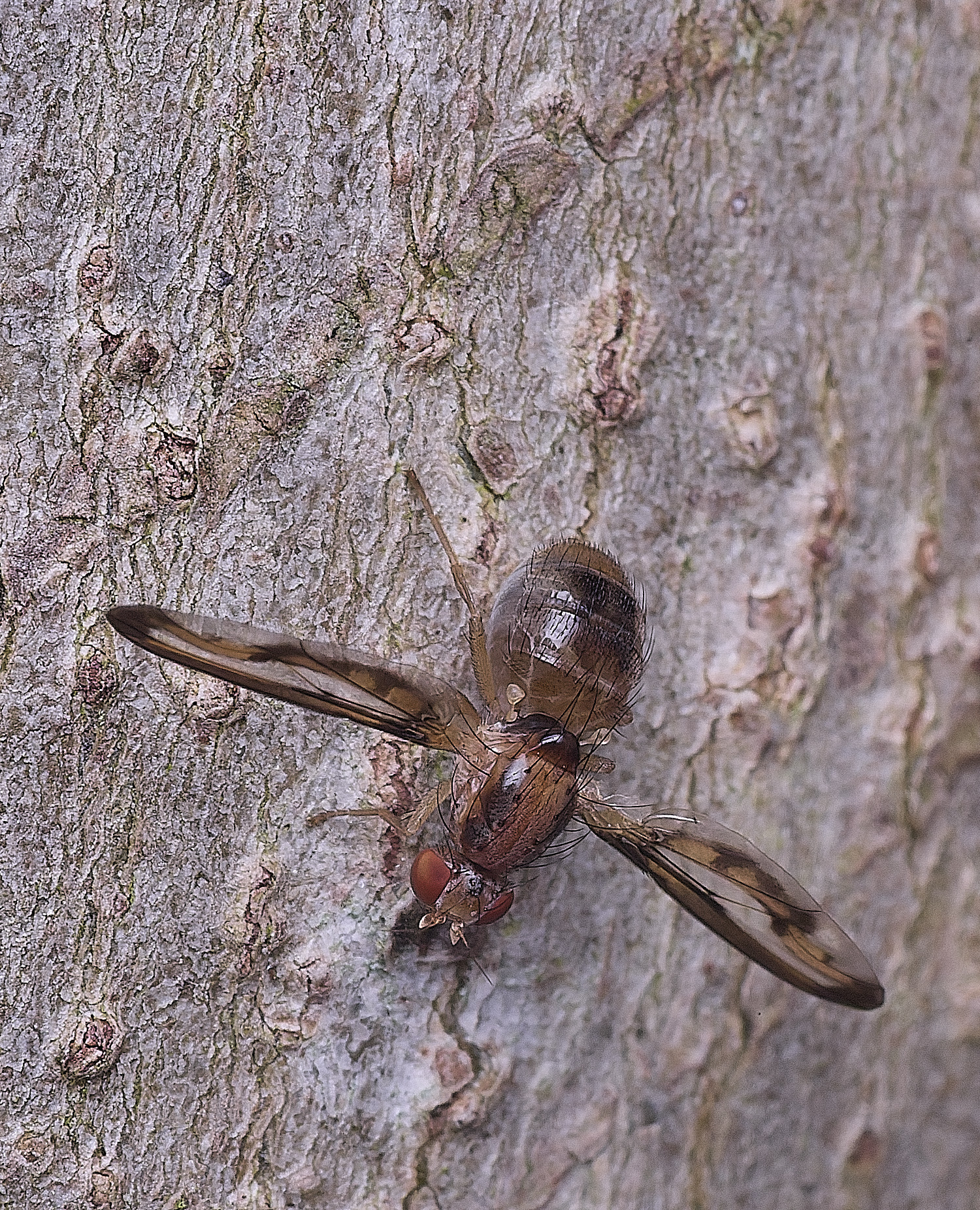 NorwichPictureWing300825-3