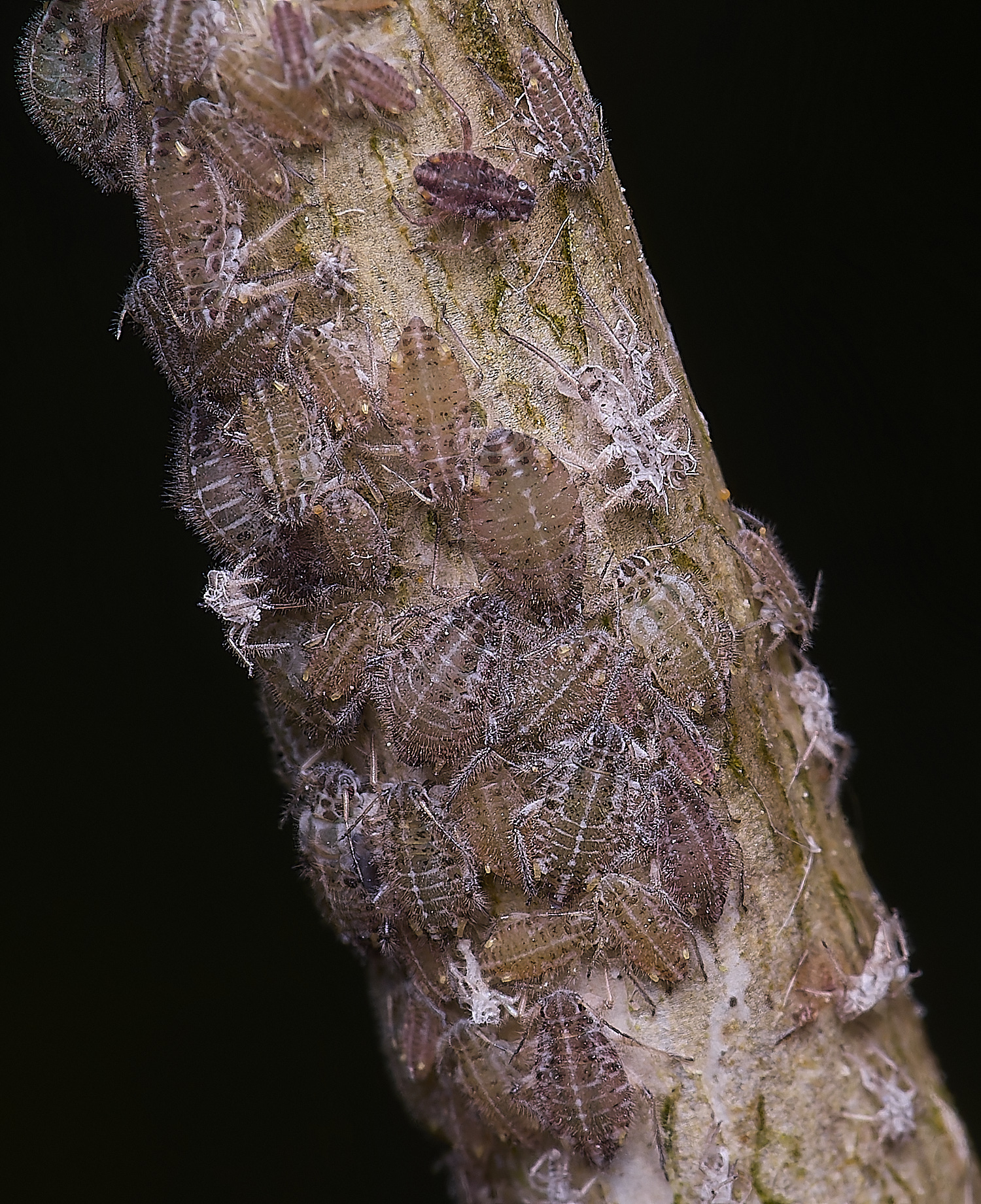NorwichPoplarAphid200525-1
