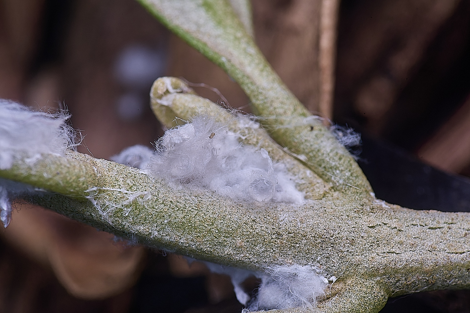 NorwichPsyllid150625-2