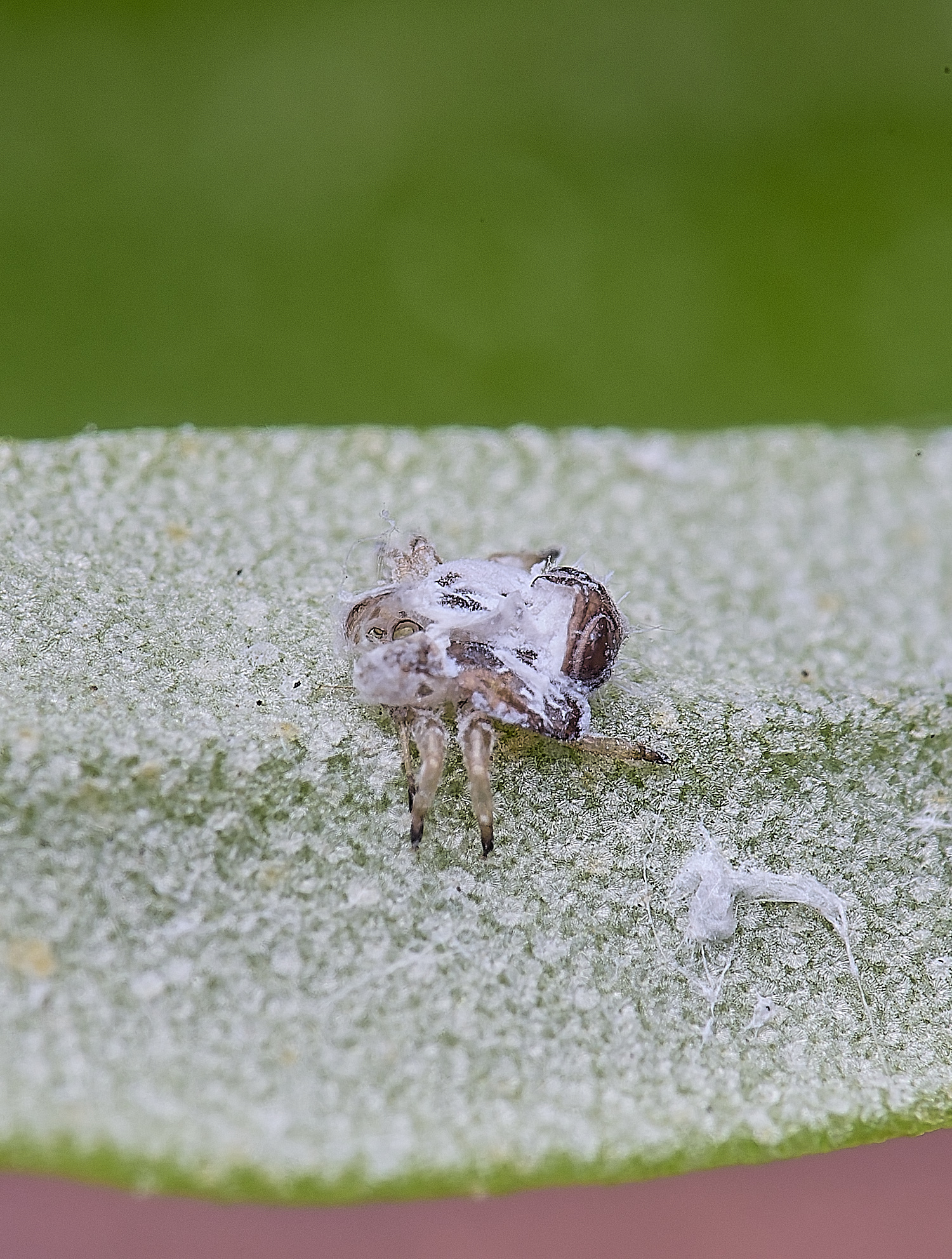 NorwichPsyllid150625-3