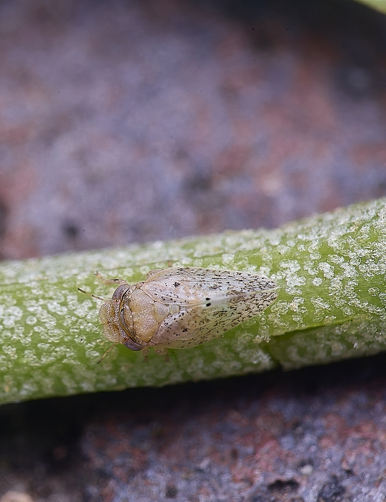 NorwichPsyllid150625-5 1