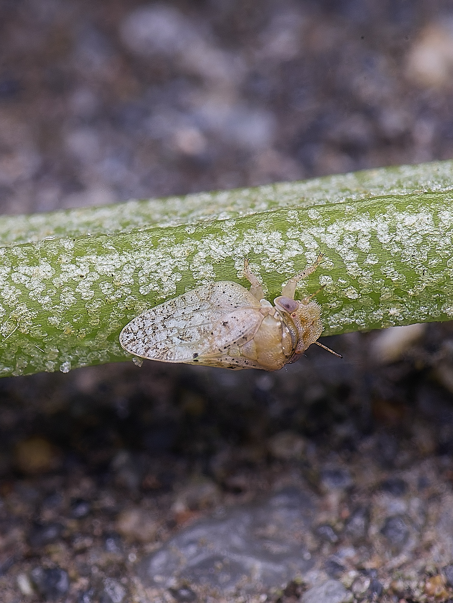 NorwichPsyllid150625-6