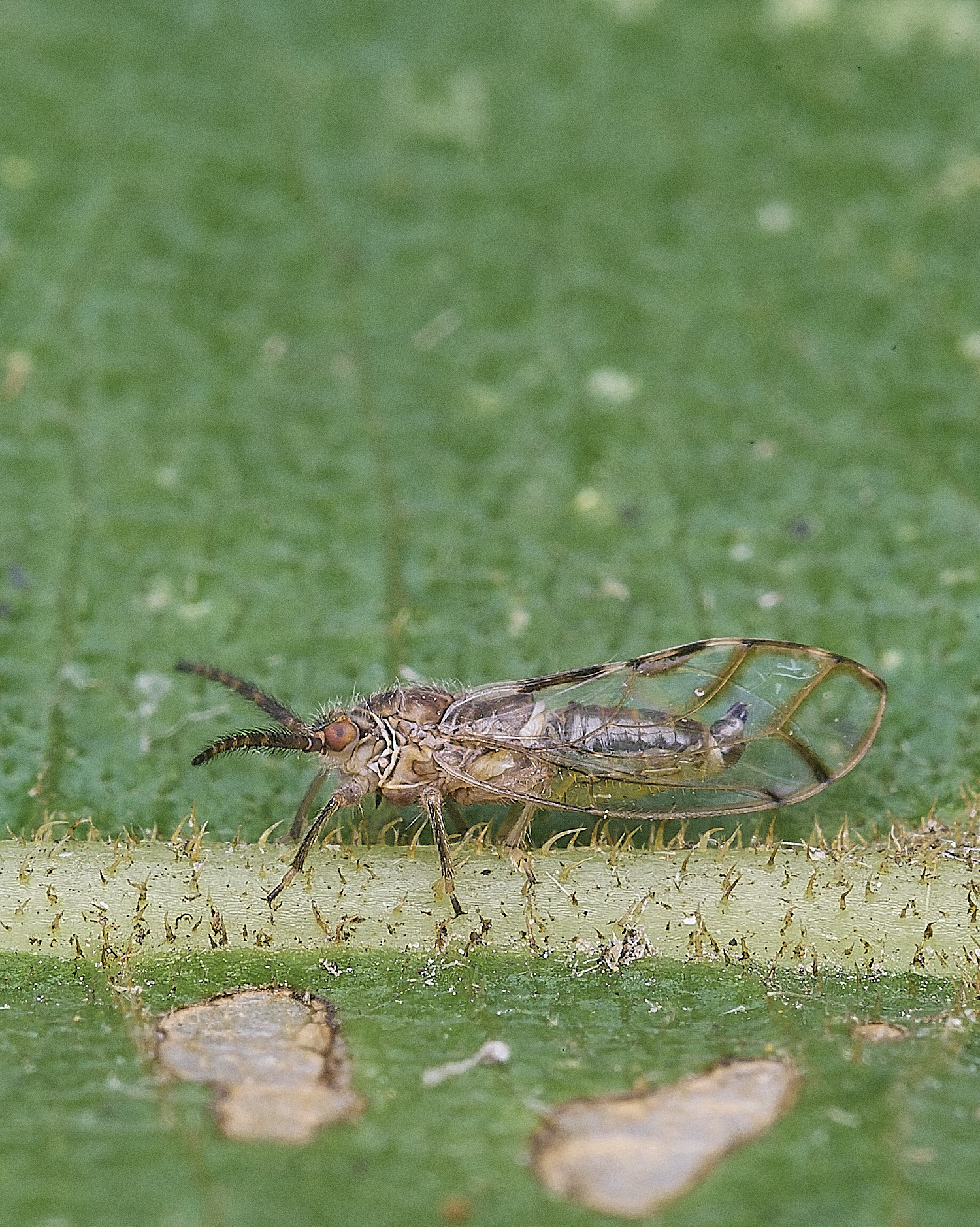 NorwichPsyllid300825-1