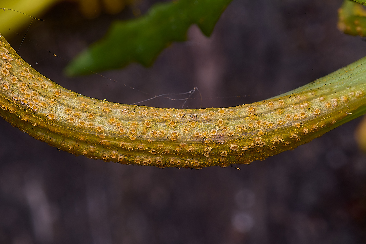 NorwichRadwort200525-1