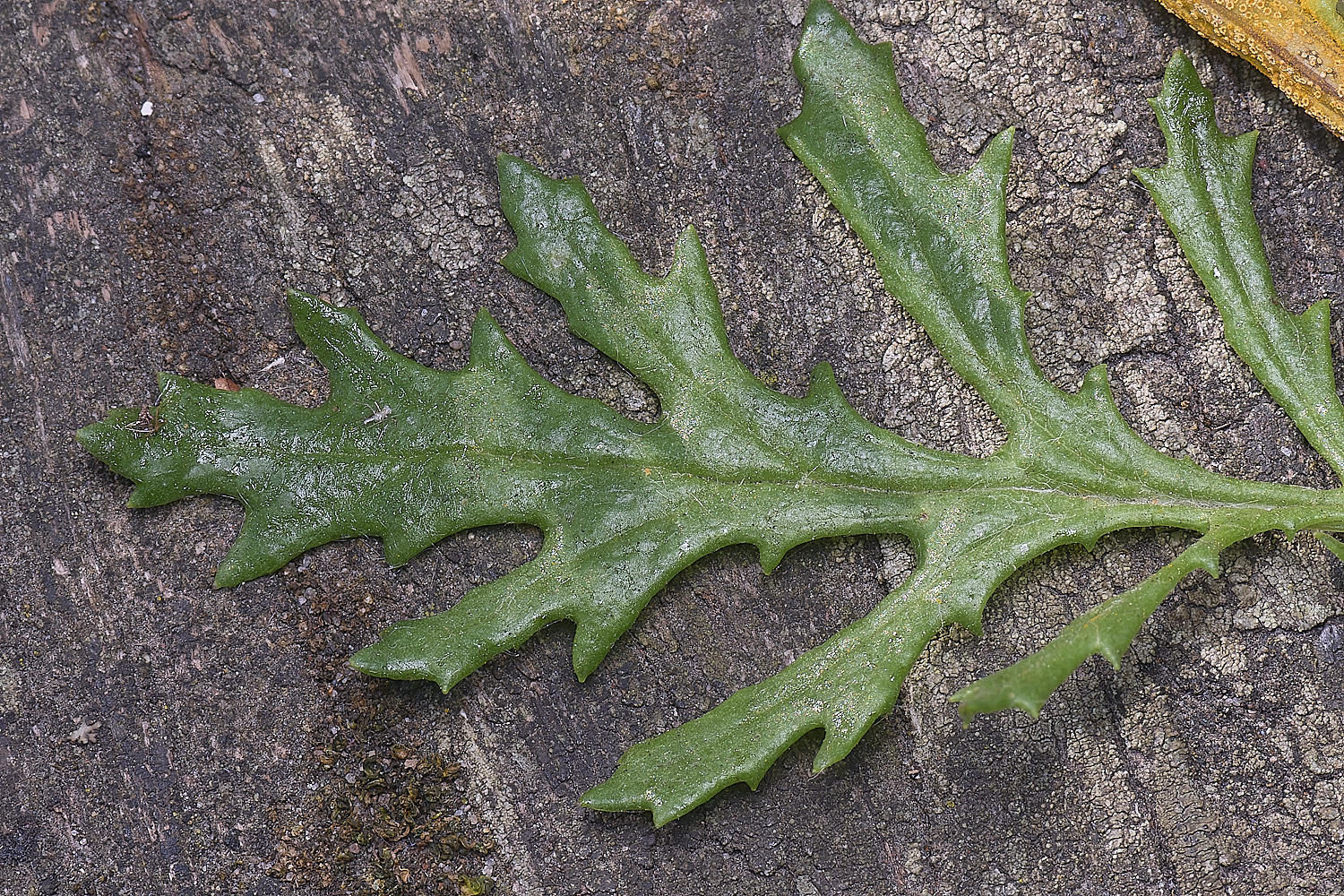 NorwichRadwort200525-4