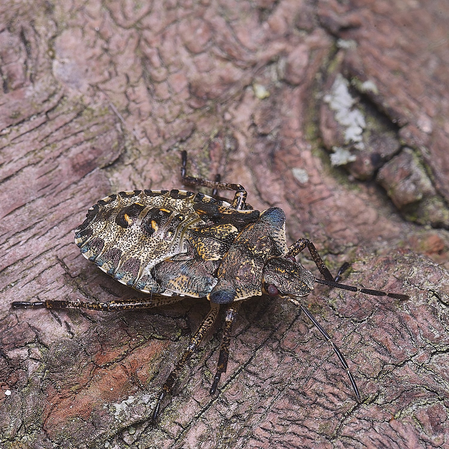 NorwichSheldBug200525-3